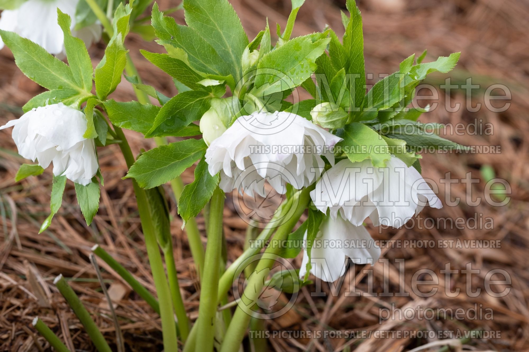 Helleborus Winter Dreams Ashwood Elegance Snow (Lenten Rose) 2