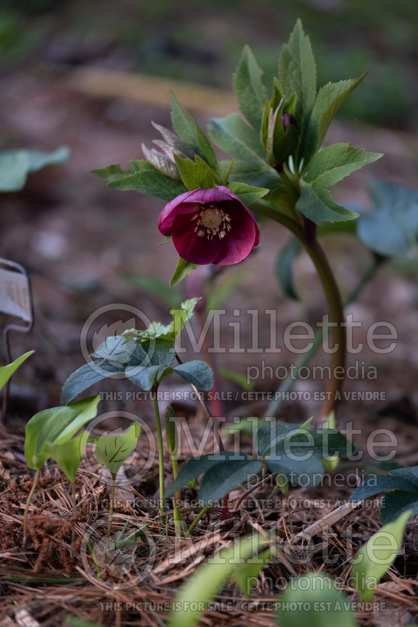 Helleborus Winter Dreams Cassis Red (Hellebore Lenten rose) 1