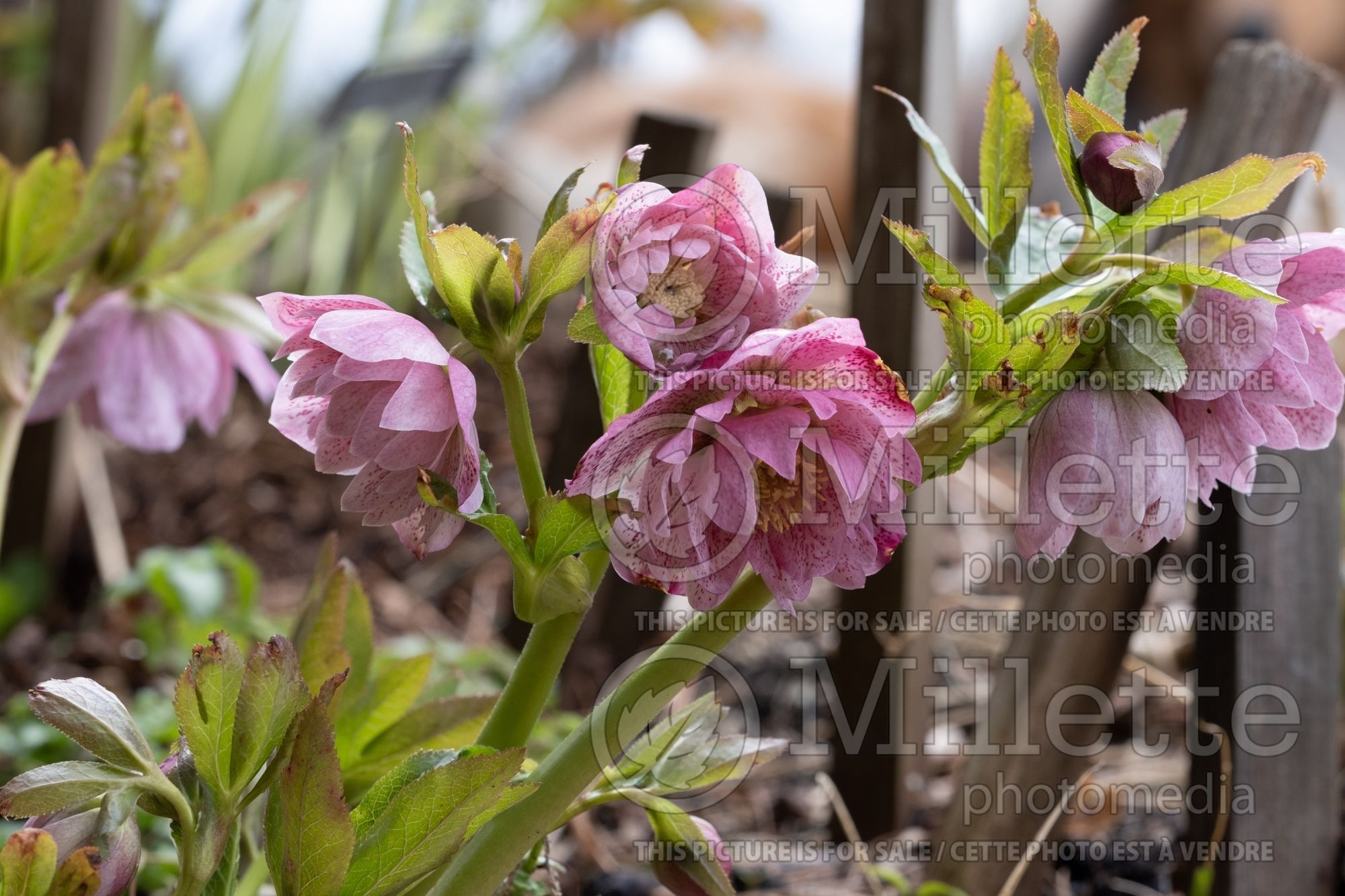 Helleborus Winter Dreams Phoebe (Lenten Rose) 1