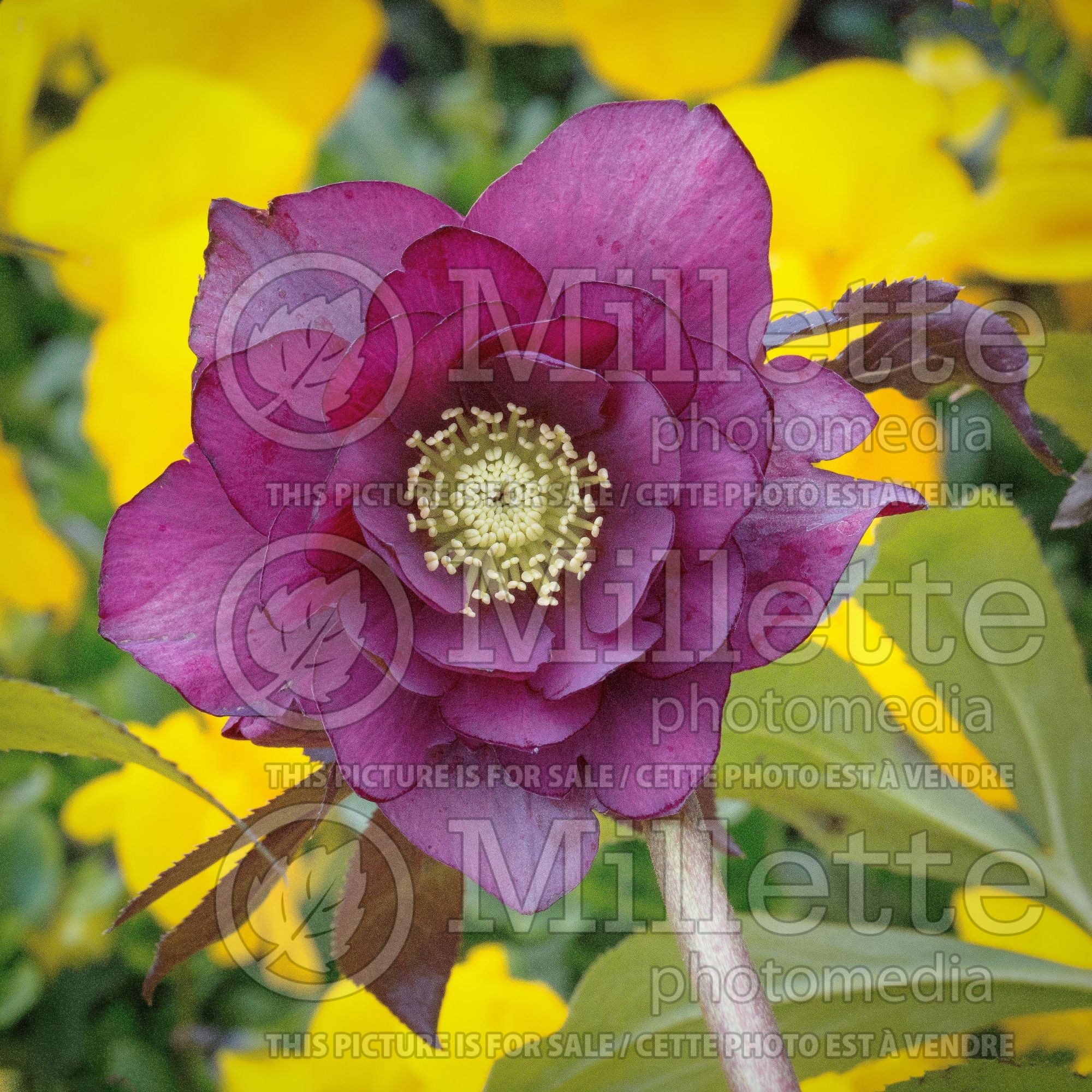 Helleborus Winter Thrillers Midnight Ruffles Lenten Rose Helleborus Winter Thrillers Midnight
