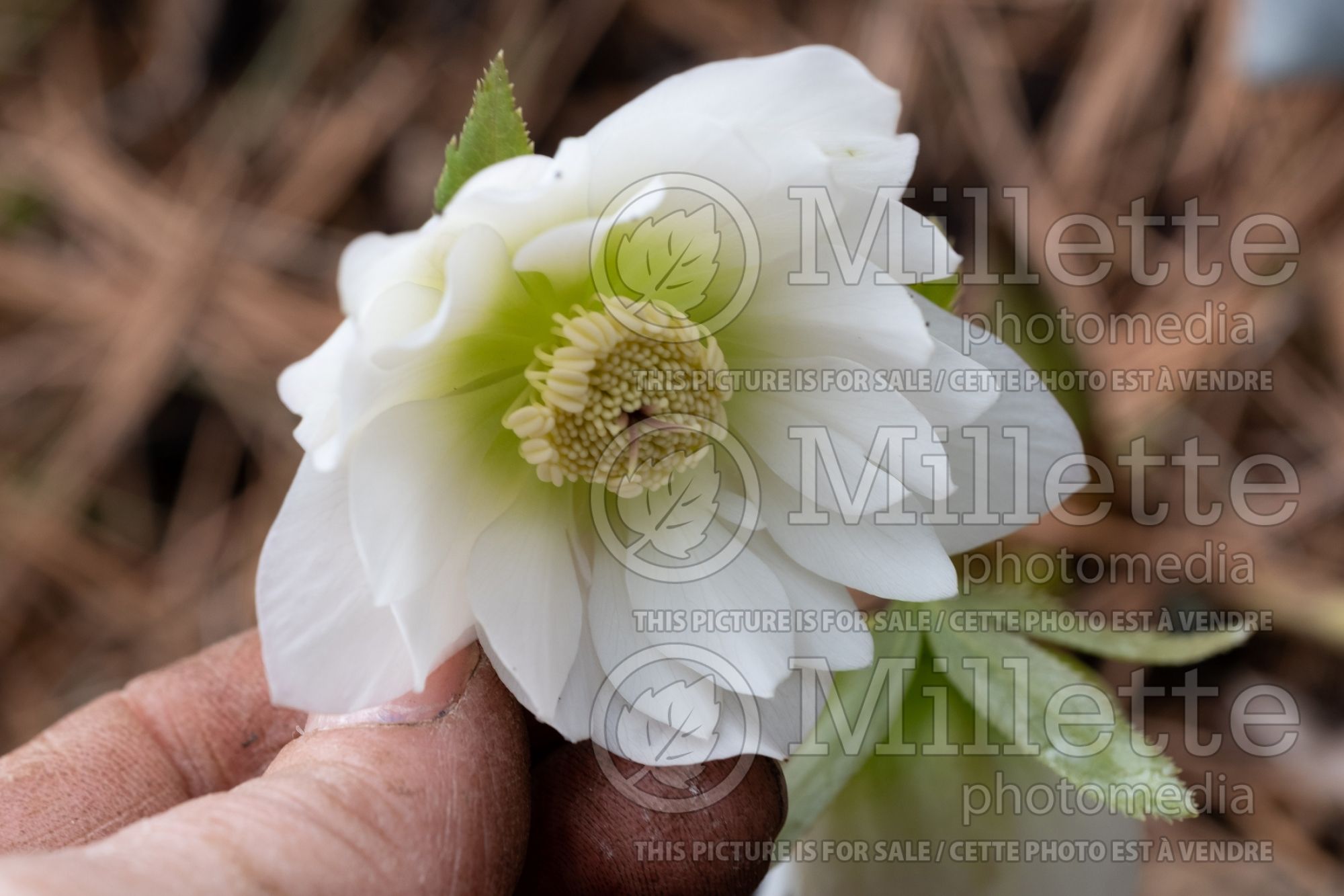 Helleborus Winter Thrillers Wedding Ruffles (Hellebore Lenten rose) 1