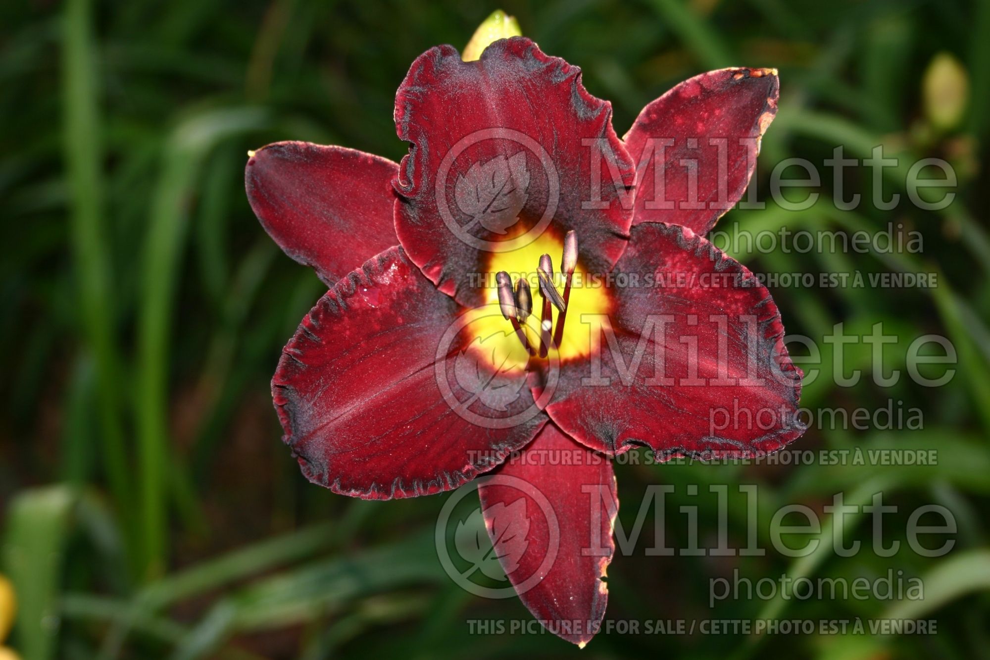 Hemerocallis Black Ambrosia (Daylily) 1