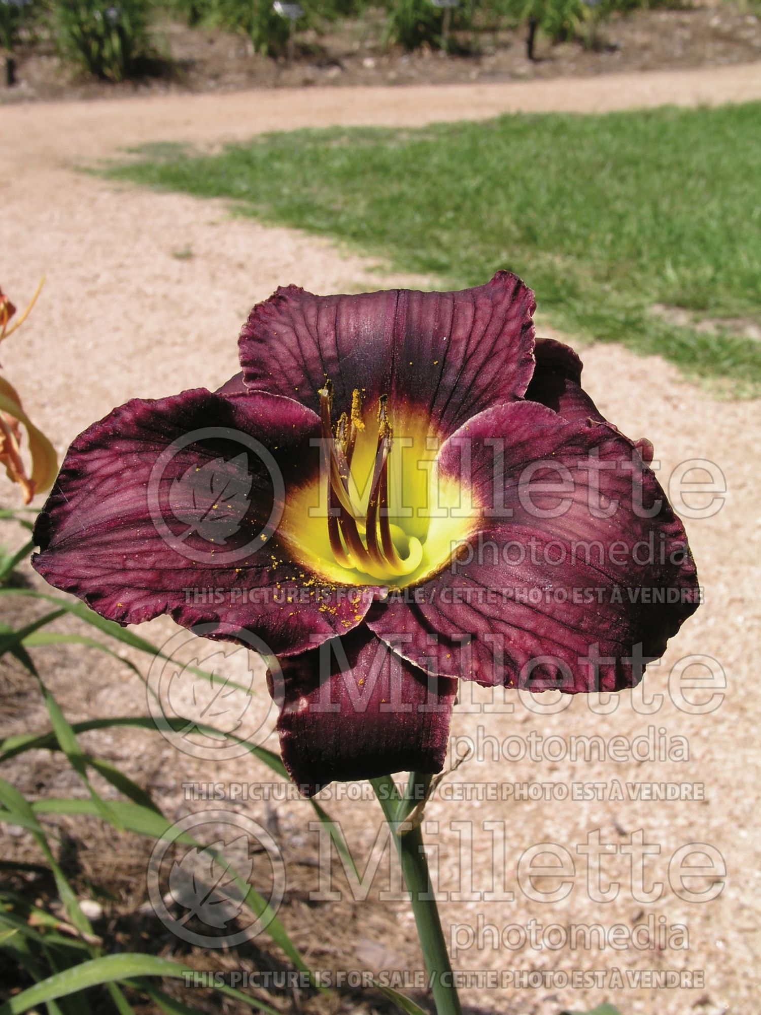 Hemerocallis Black Ambrosia (Daylily) 2