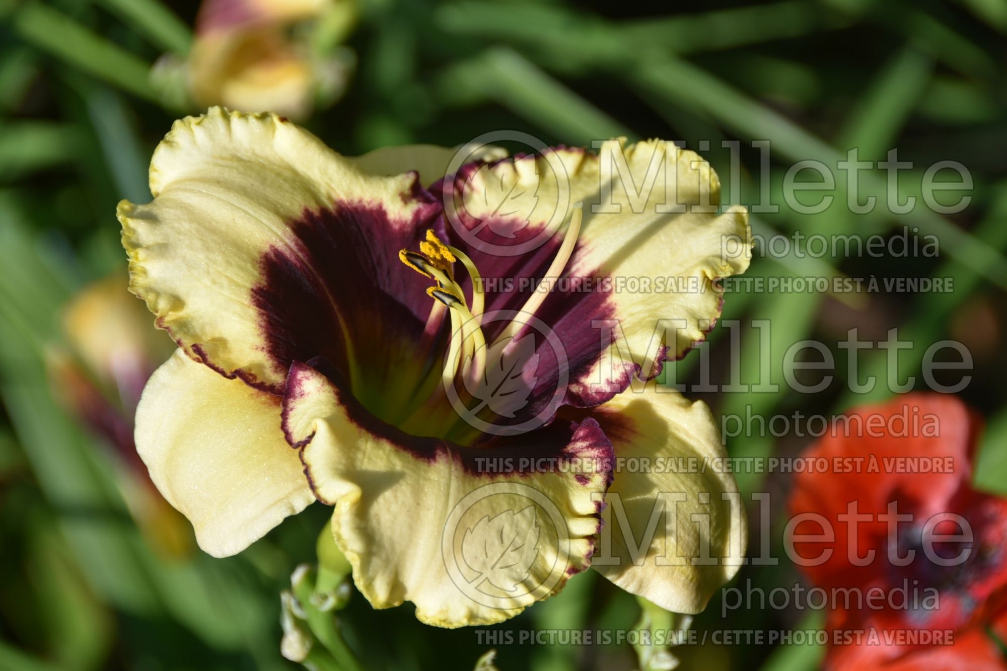 Hemerocallis Blackthorne (Daylily) 4