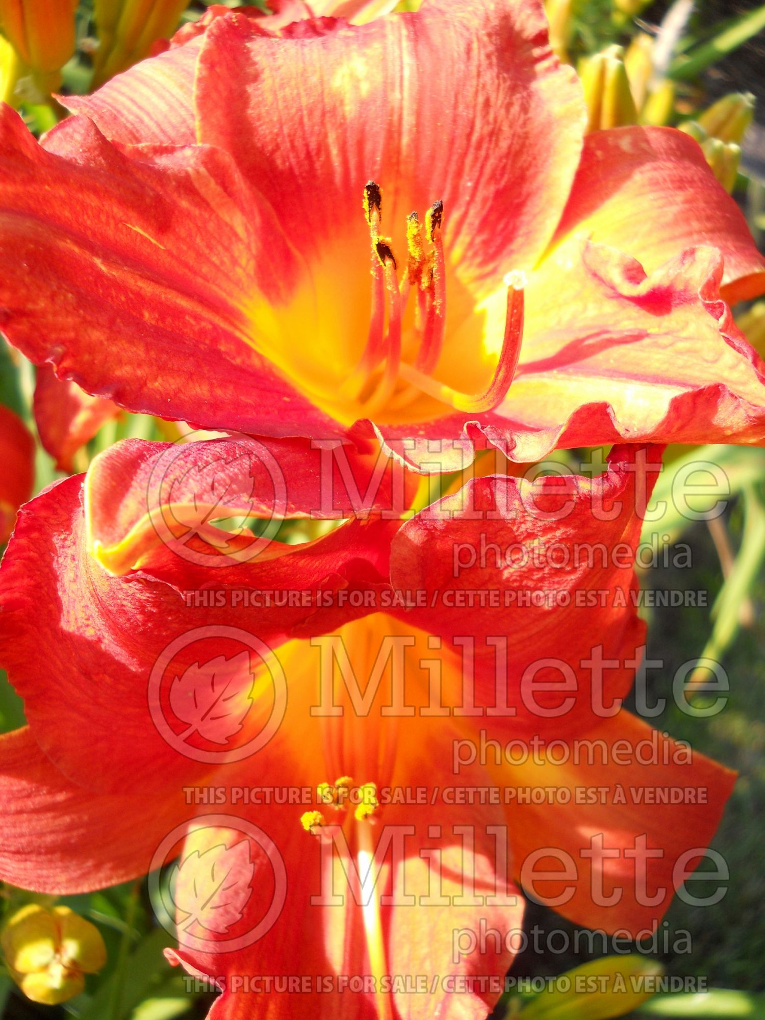 Hemerocallis Chinese New Year (Daylily) 1
