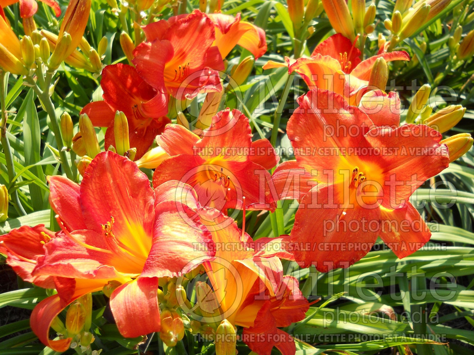Hemerocallis Chinese New Year (Daylily) 2