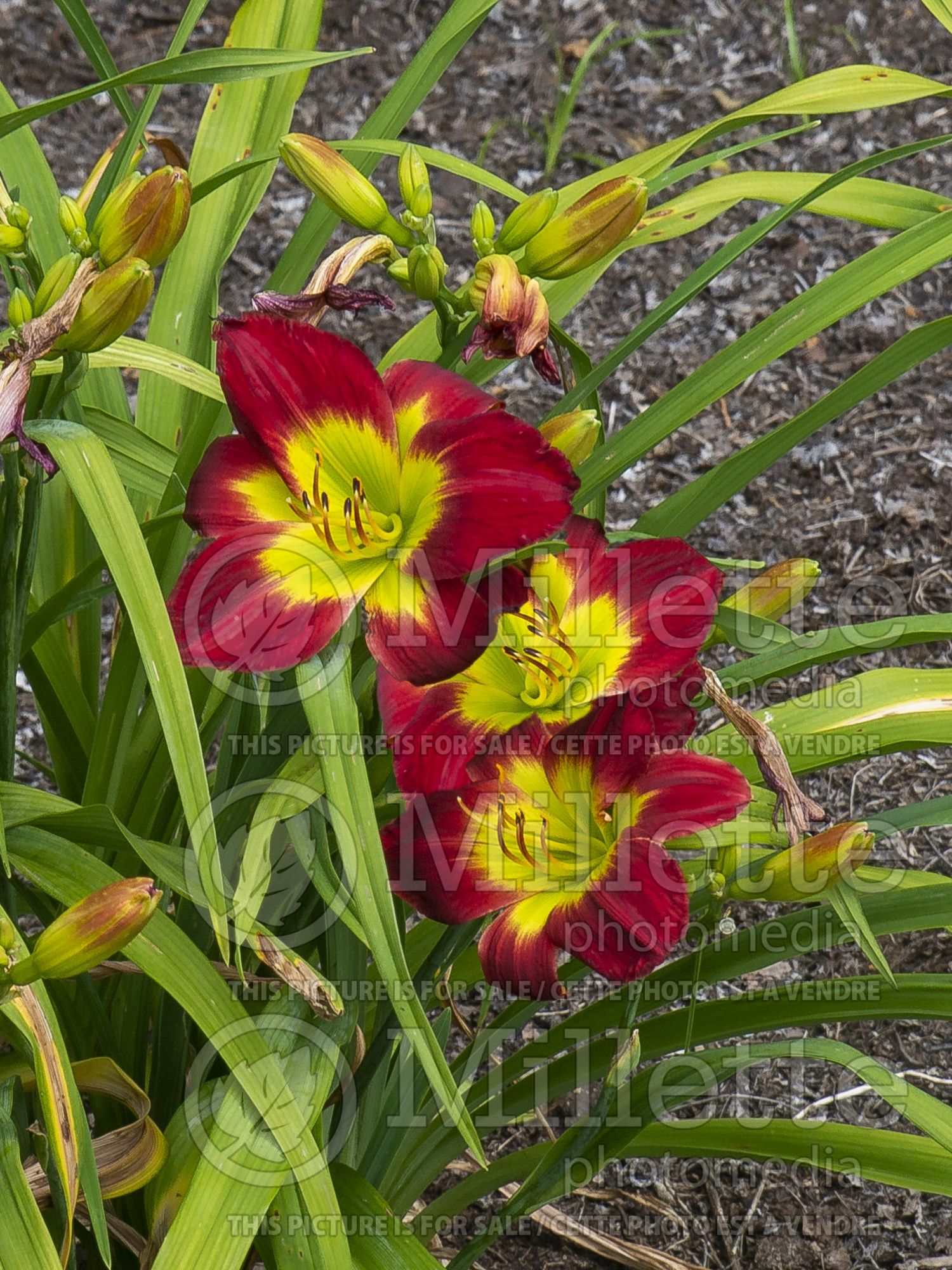 Hemerocallis Christmas Is (Daylily) 4