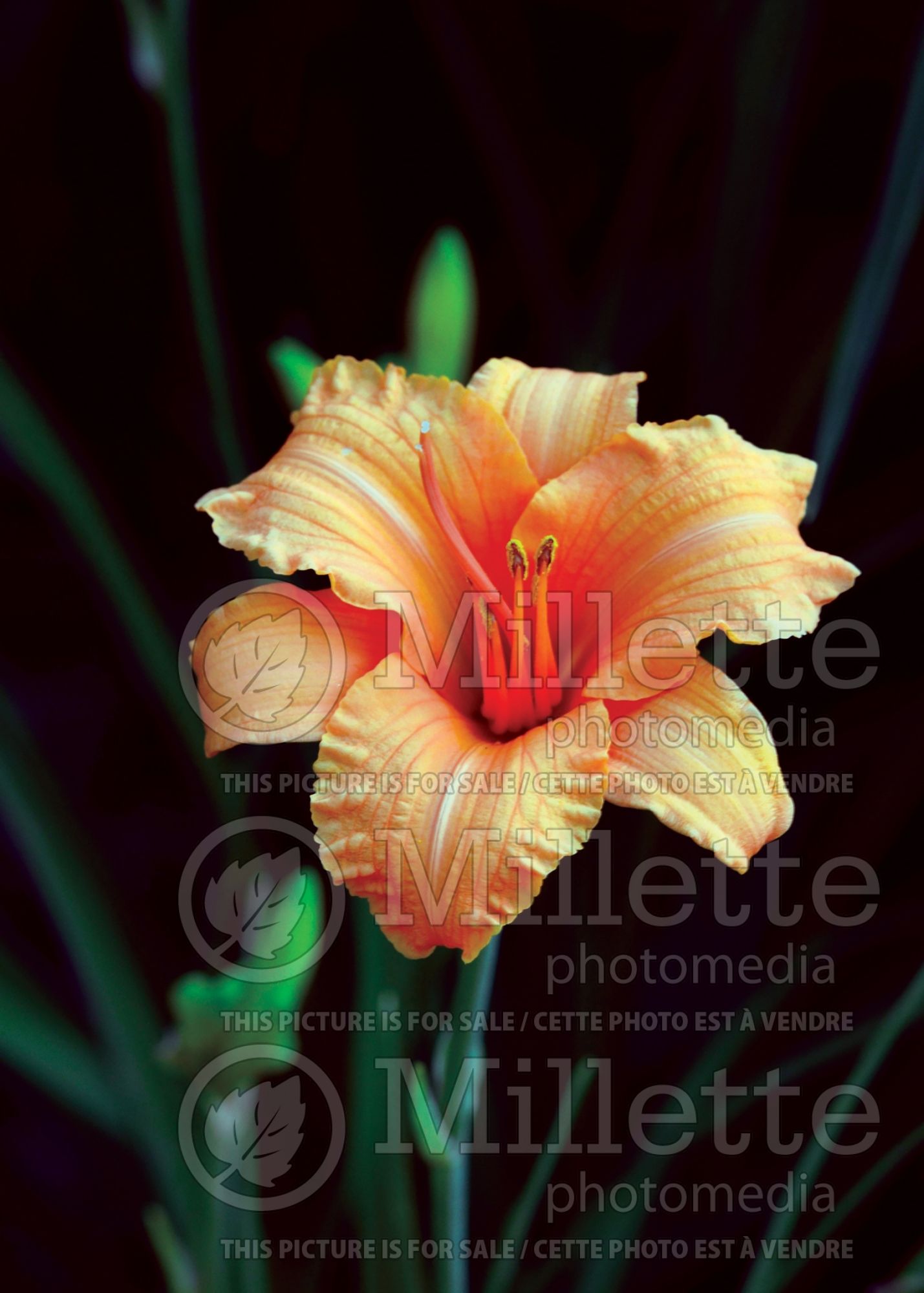 Hemerocallis Endlesslily Orange (Daylily) 1