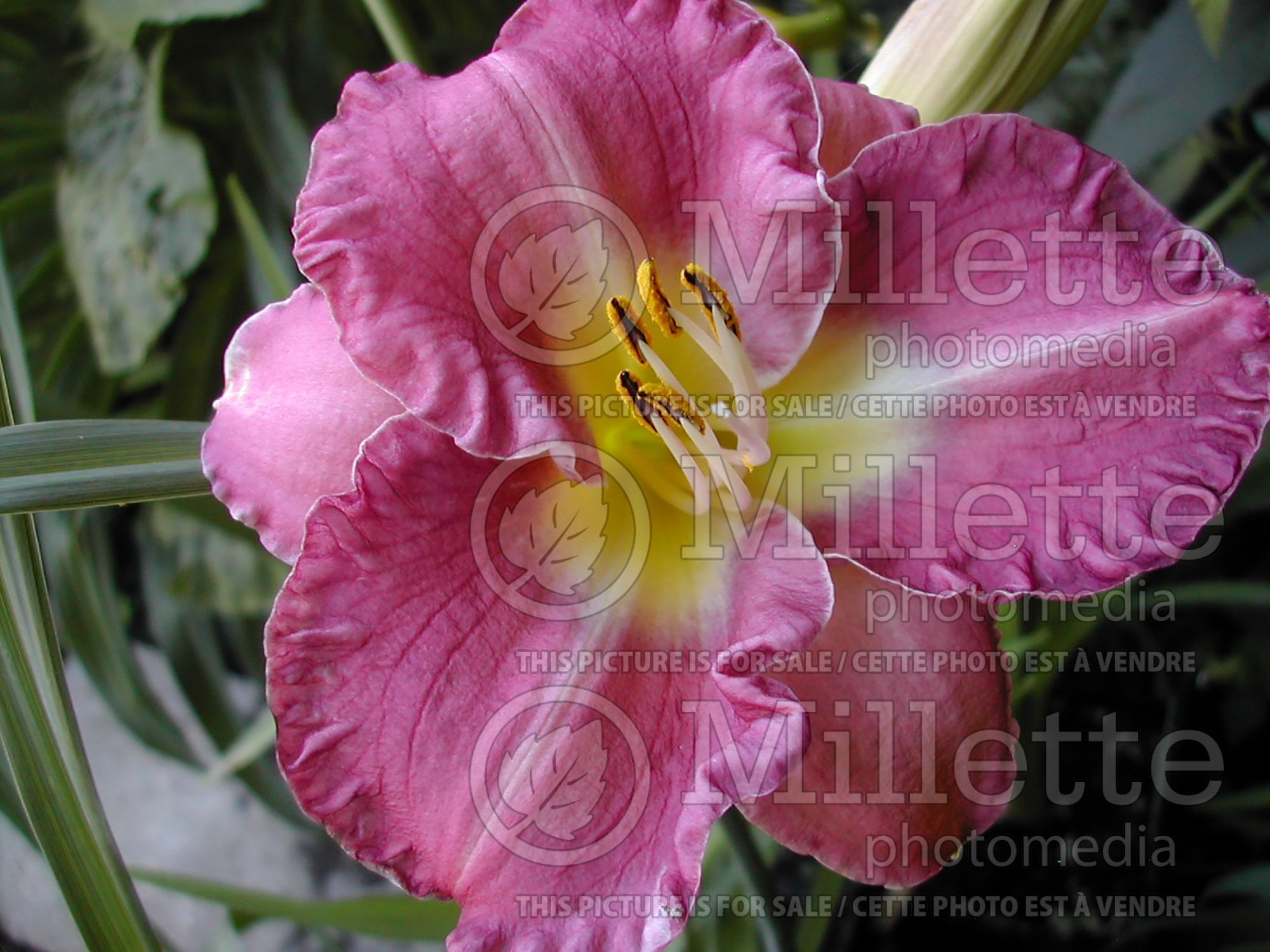Hemerocallis Entrapment (Daylily) 1