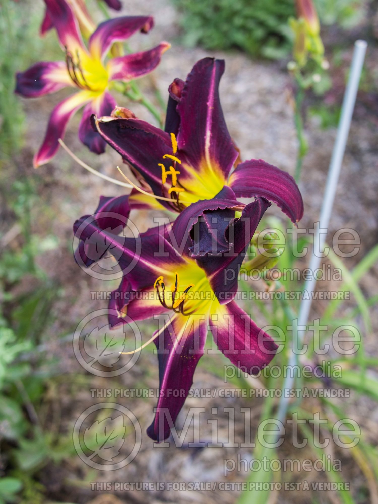 Hemerocallis Getting Airborne (Daylily) 1