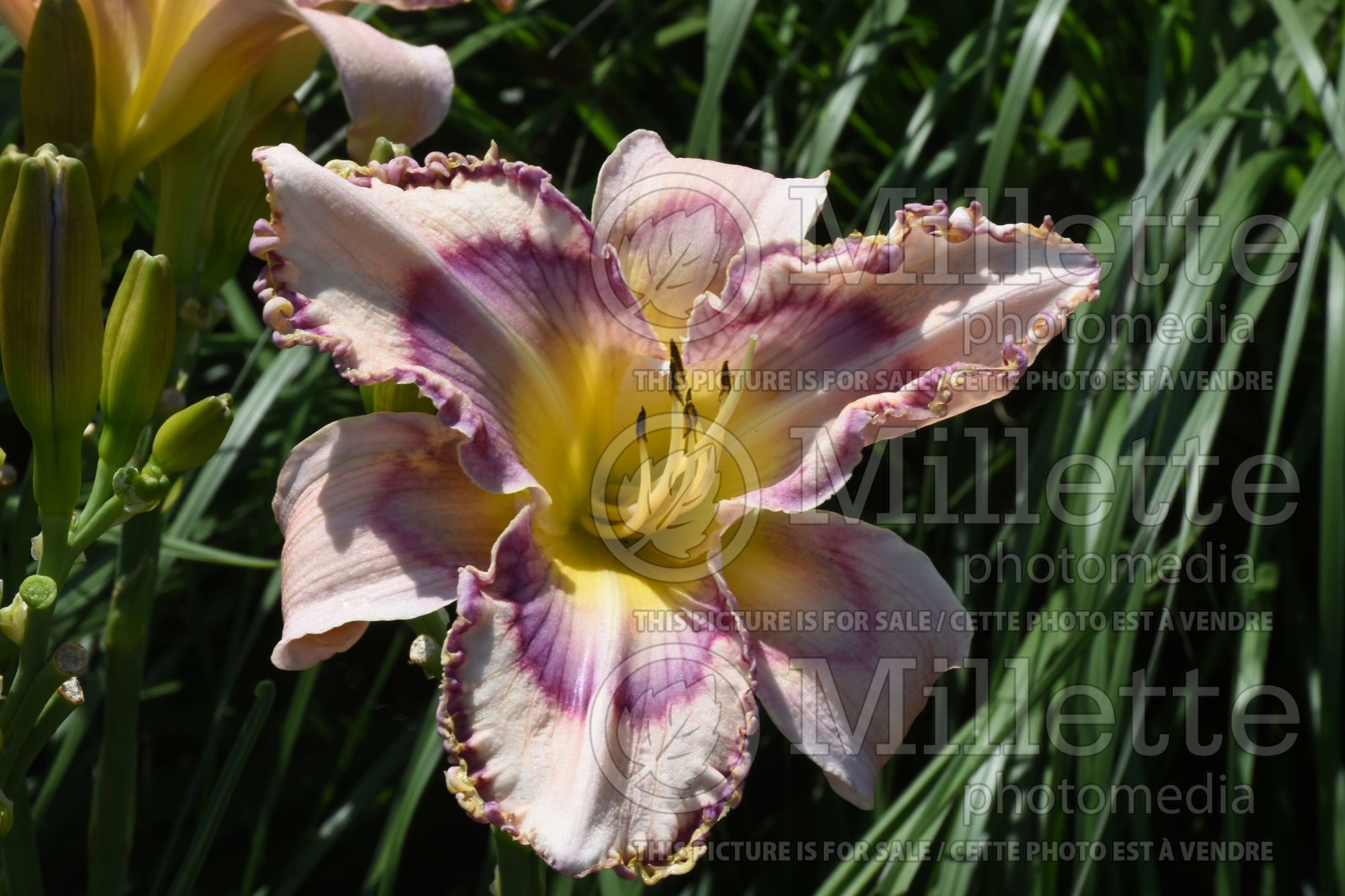 Hemerocallis Handwriting on the Wall (Daylily) 1