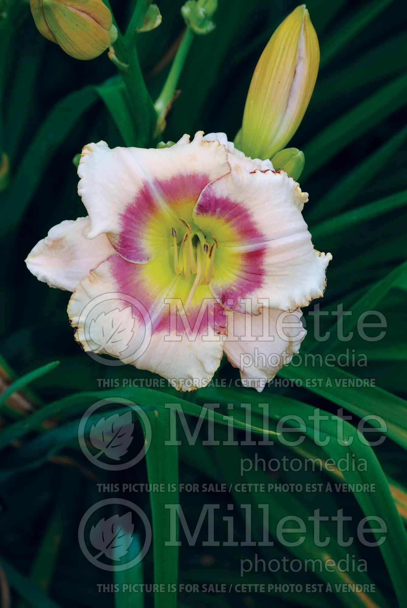 Hemerocallis Hathaway Cottage (Daylily) 2