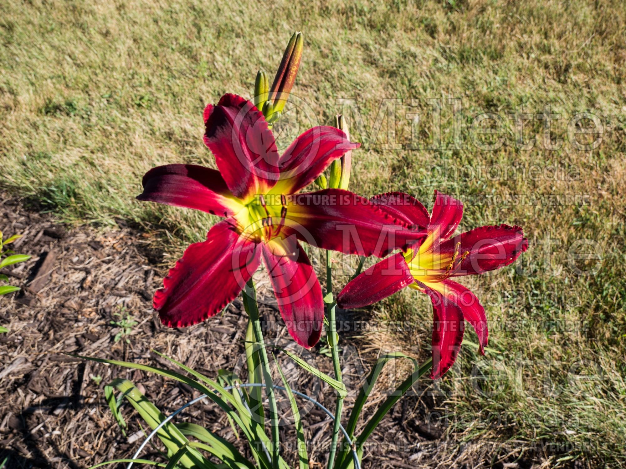 Hemerocallis Heavenly United We Stand (Daylily) 1