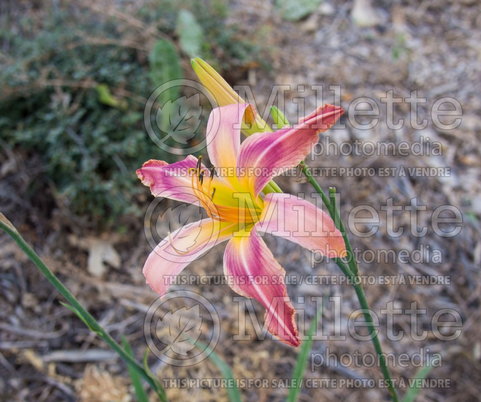 Hemerocallis High Falootin' Floozie (Daylily) 1
