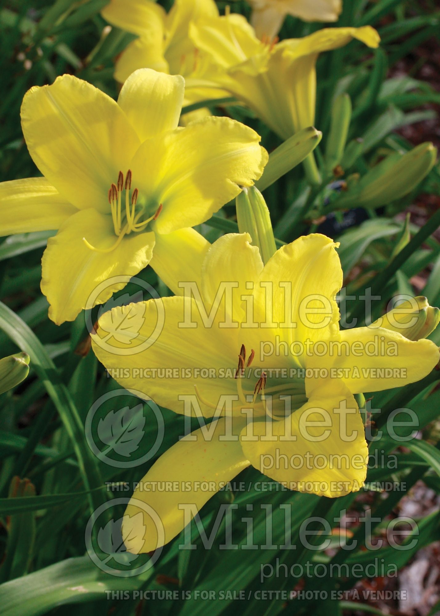Hemerocallis Hyperion (Daylily) 4