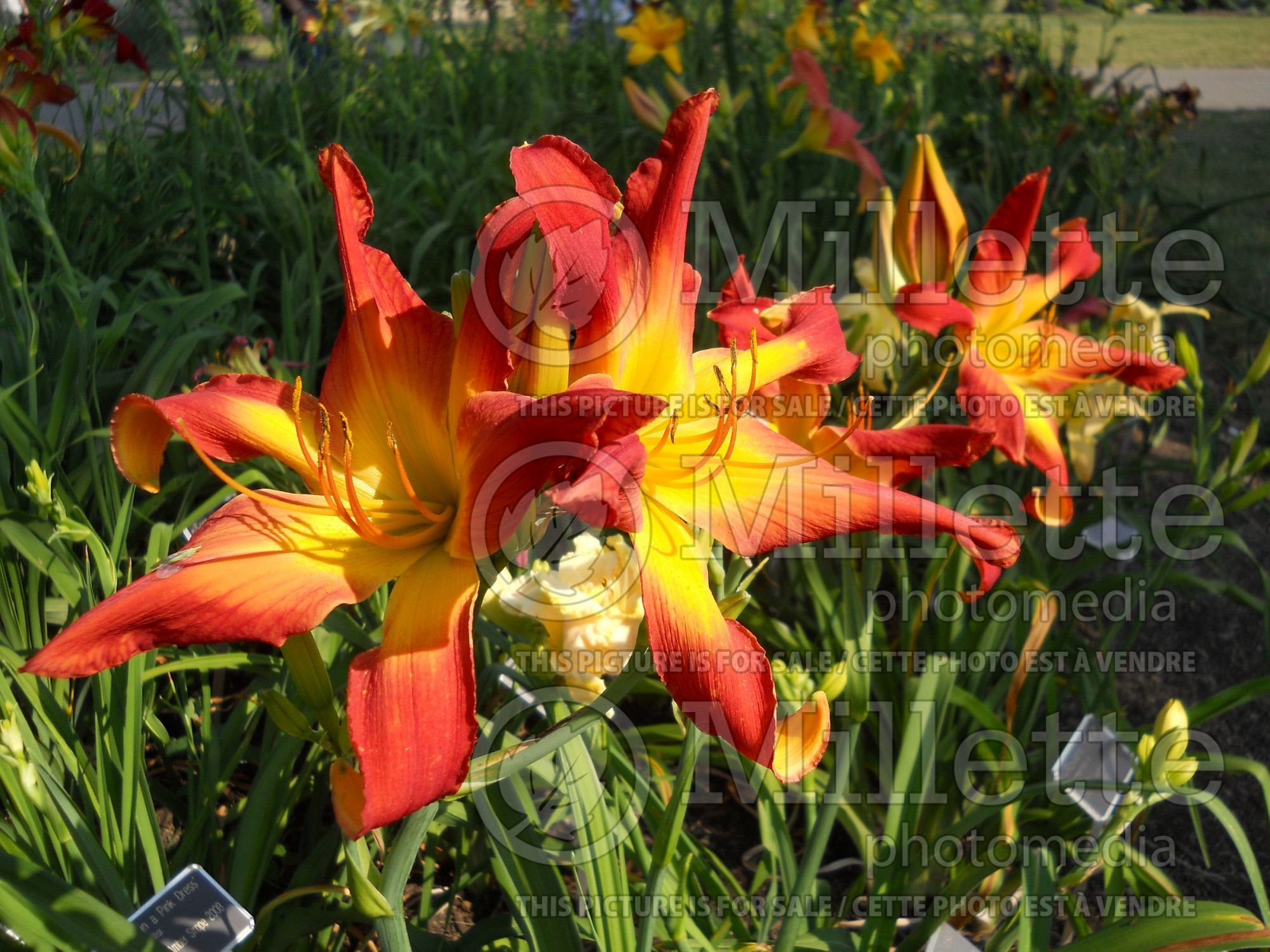 Hemerocallis I Lava You (Daylily) 2