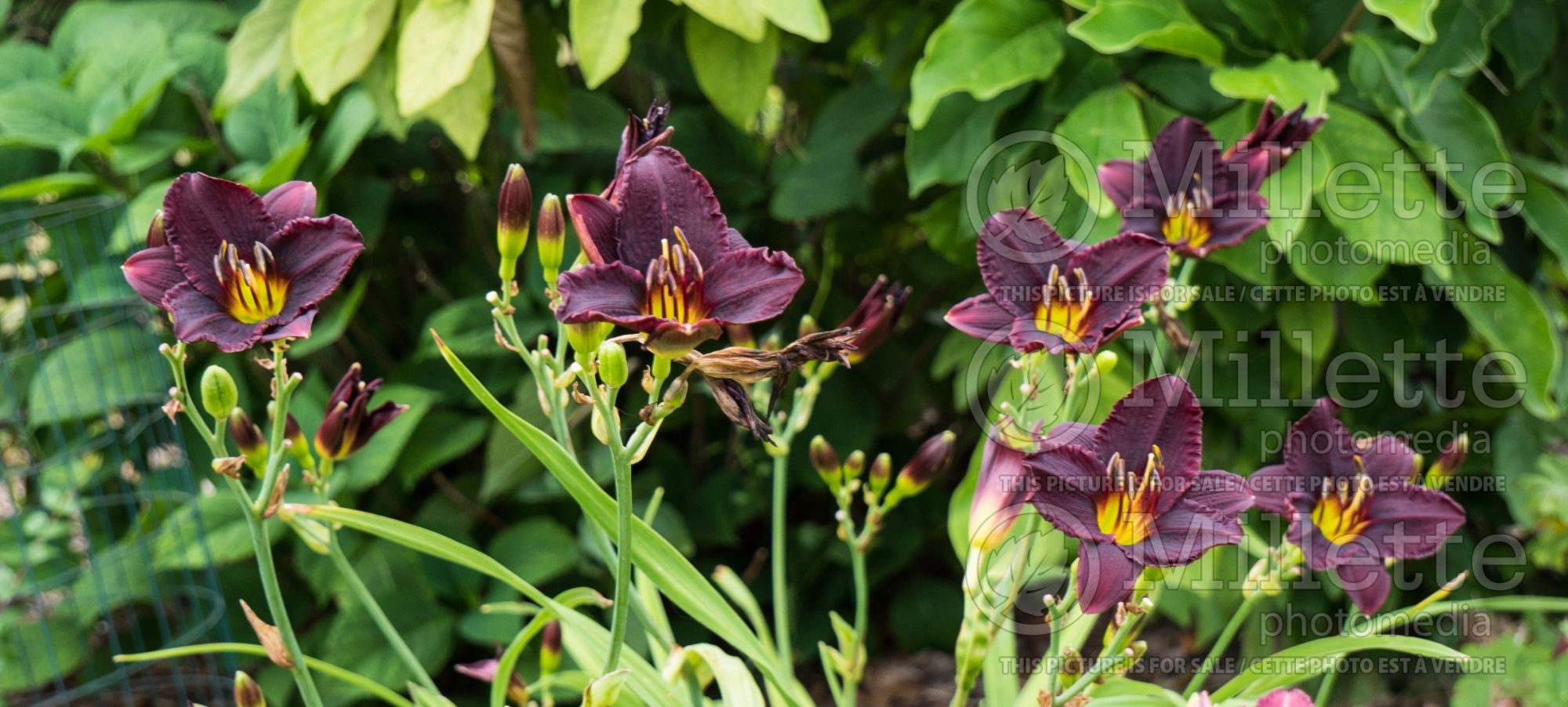 Hemerocallis Mateus (Daylily) 1