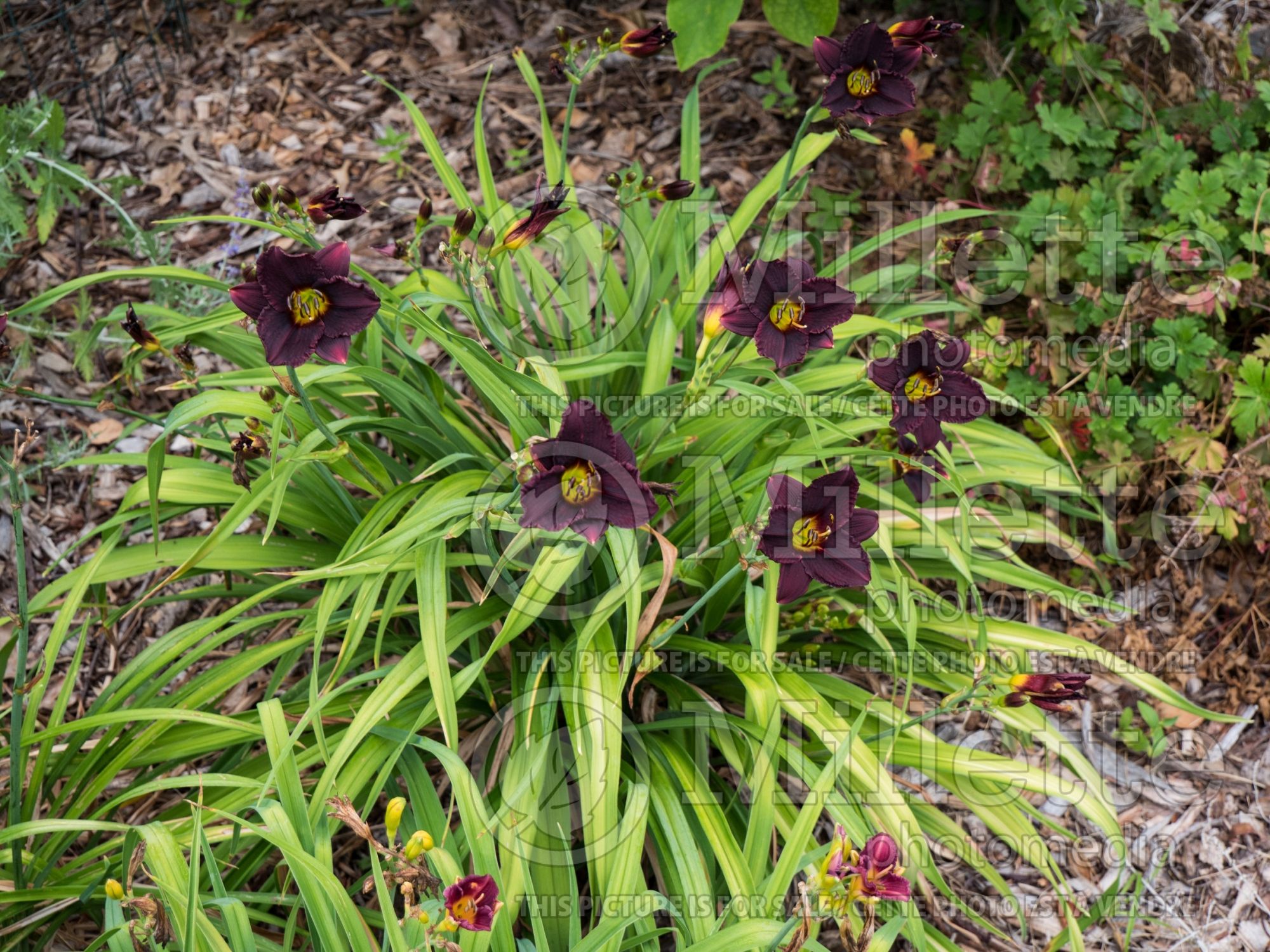 Hemerocallis Mateus (Daylily) 2