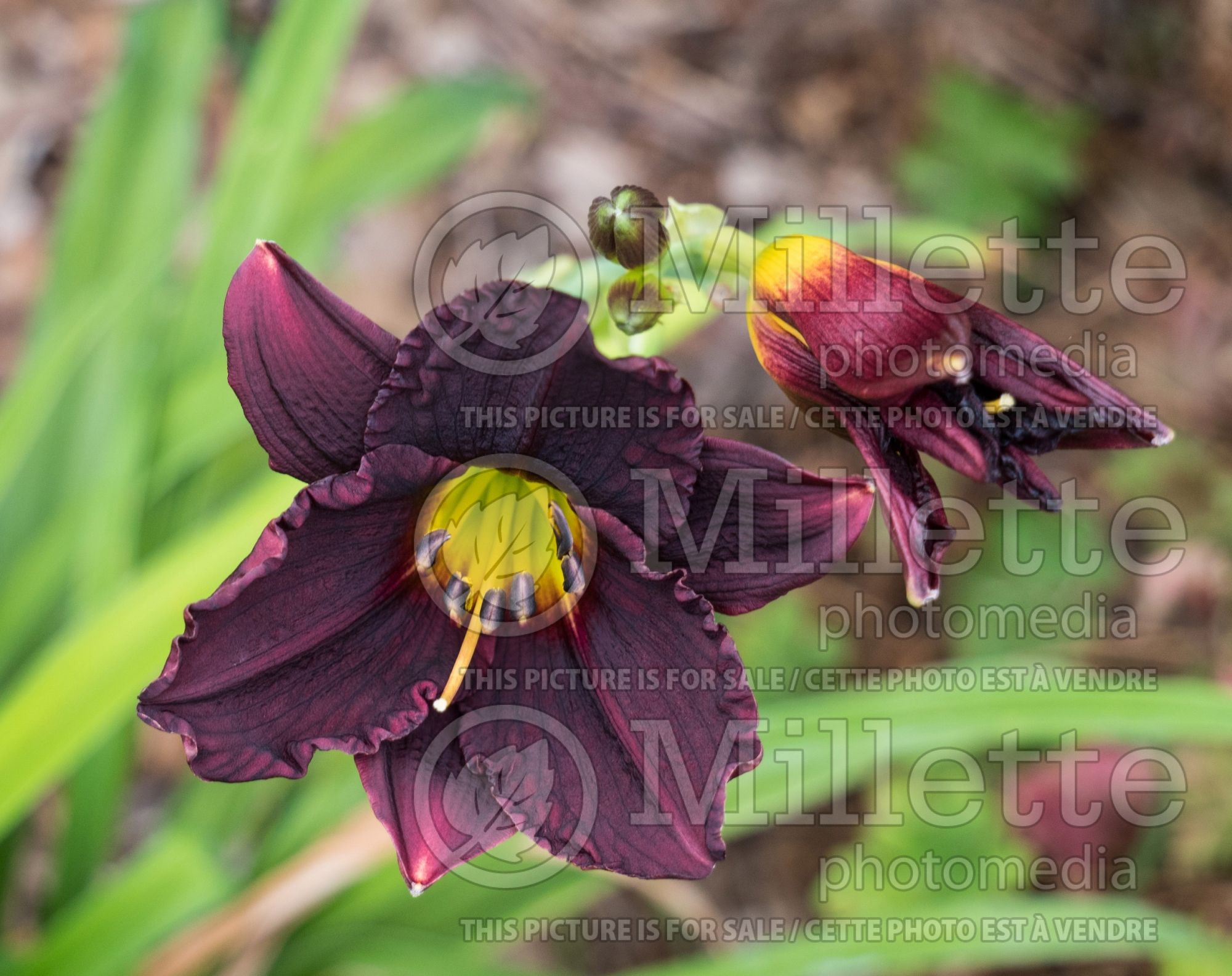 Hemerocallis Mateus (Daylily) 3