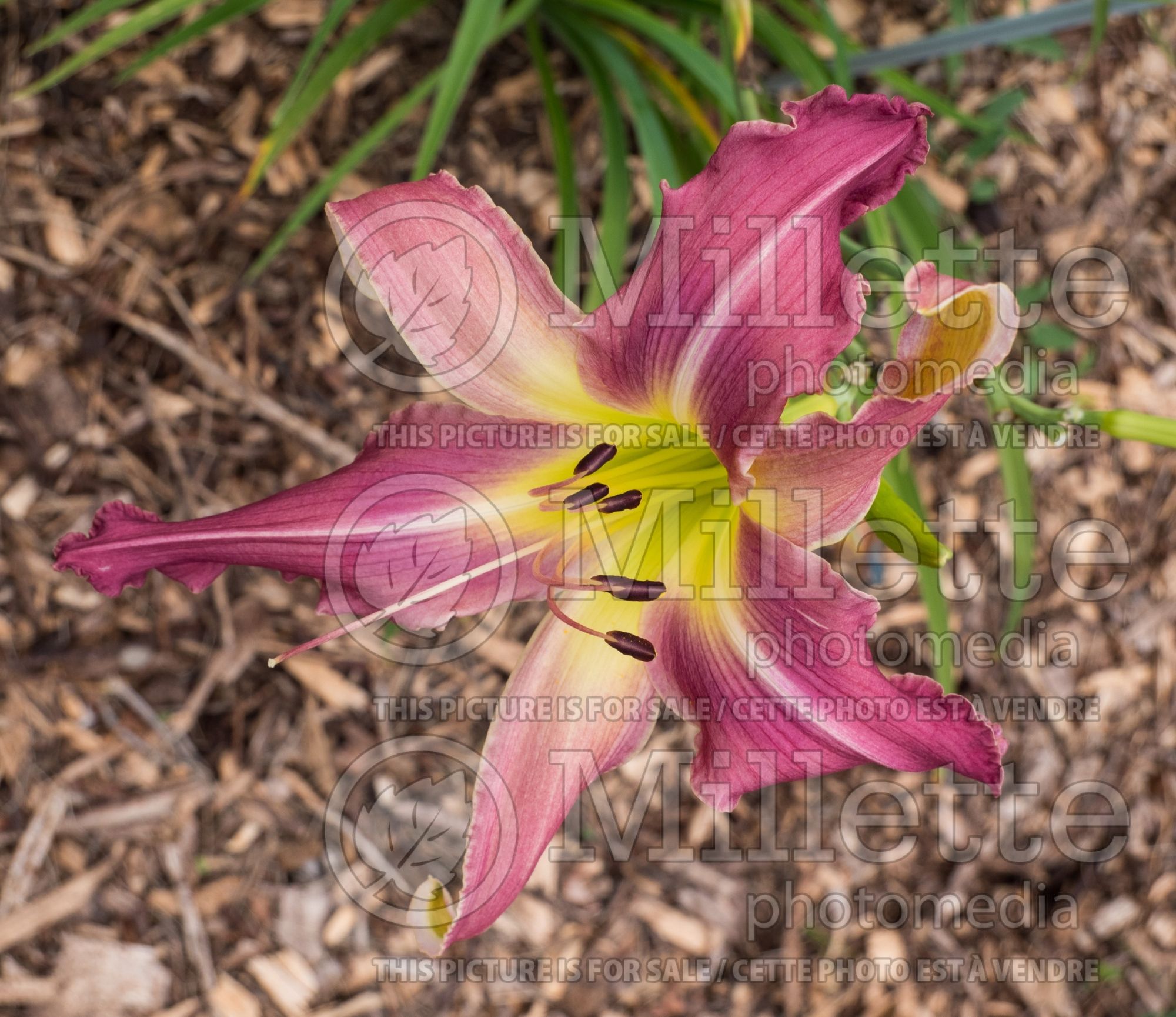 Hemerocallis North Wind Drifter (Daylily) 1