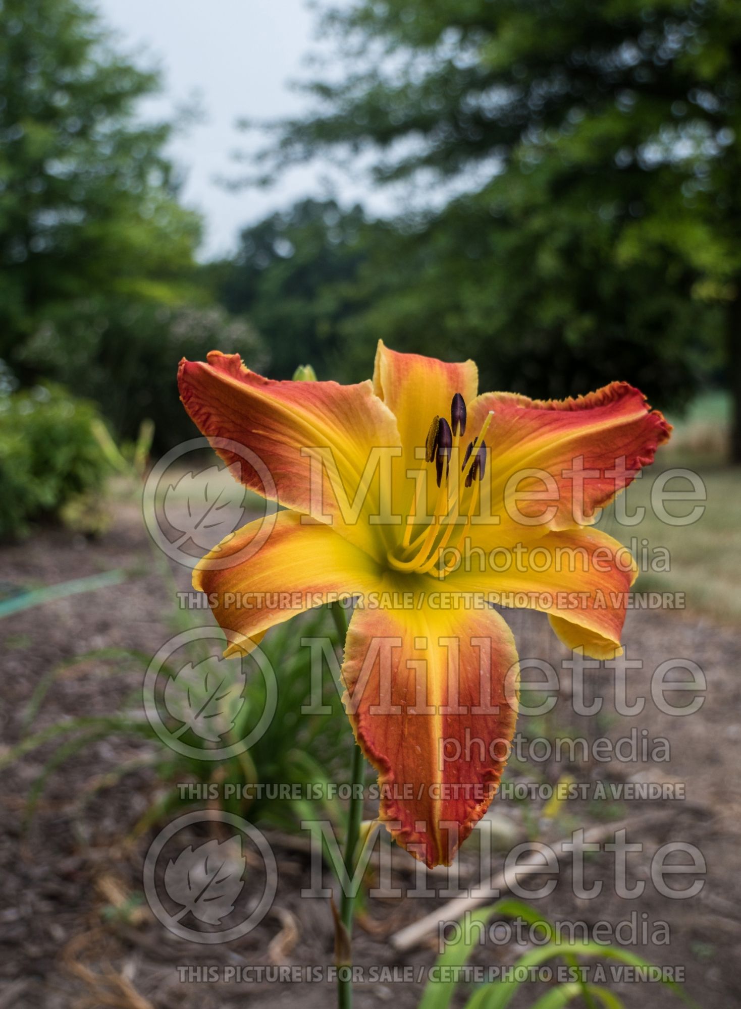 Hemerocallis Panic in Detroit (Daylily) 2