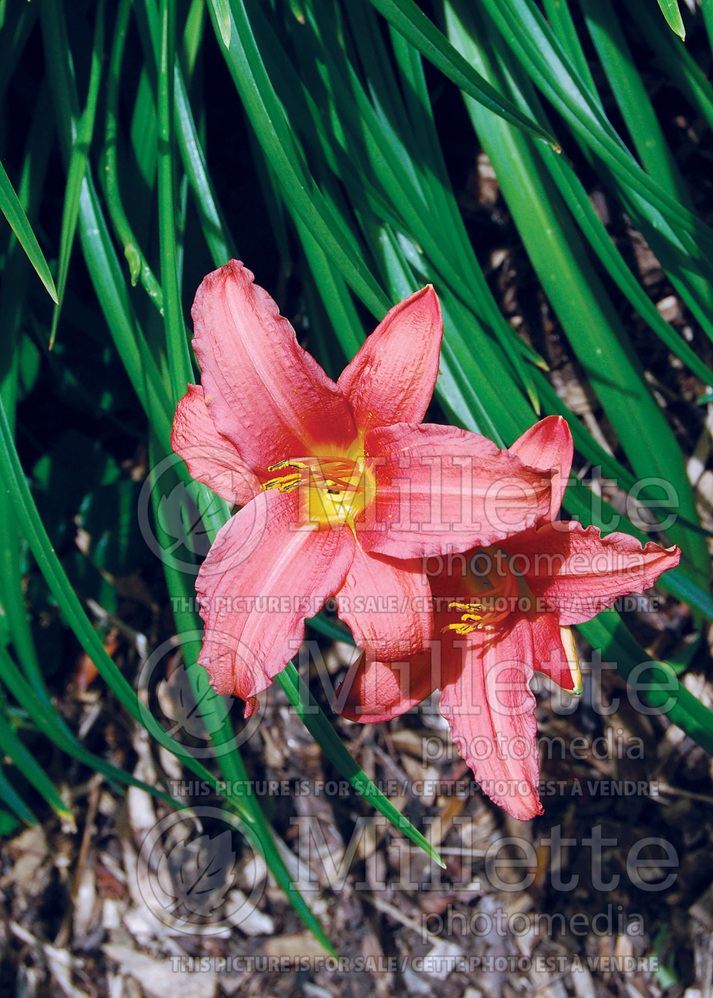 Hemerocallis Pink Damask (Daylily) 2