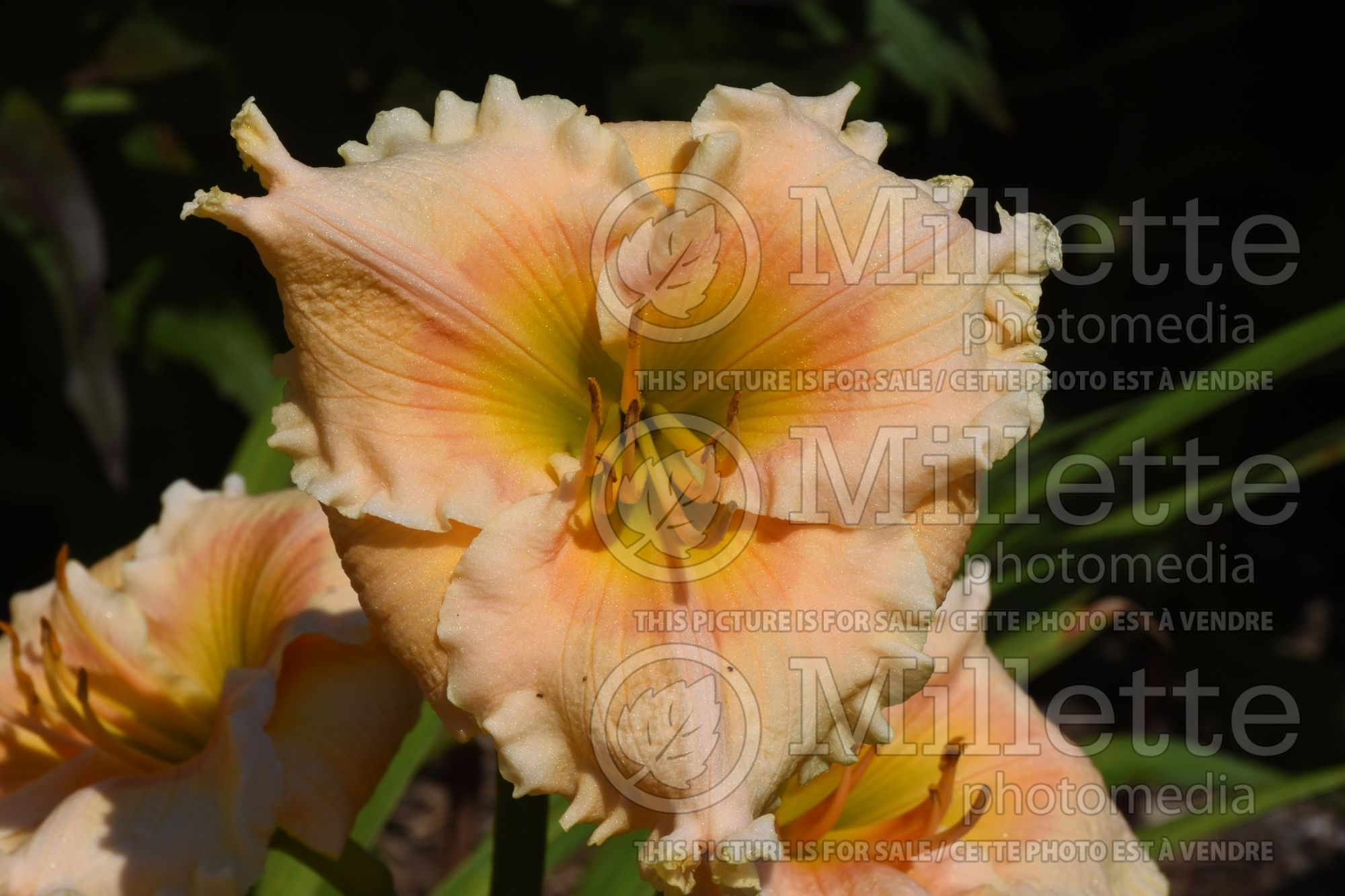 Hemerocallis Rainbow Rhythm Orange Smoothie (Daylily) 2