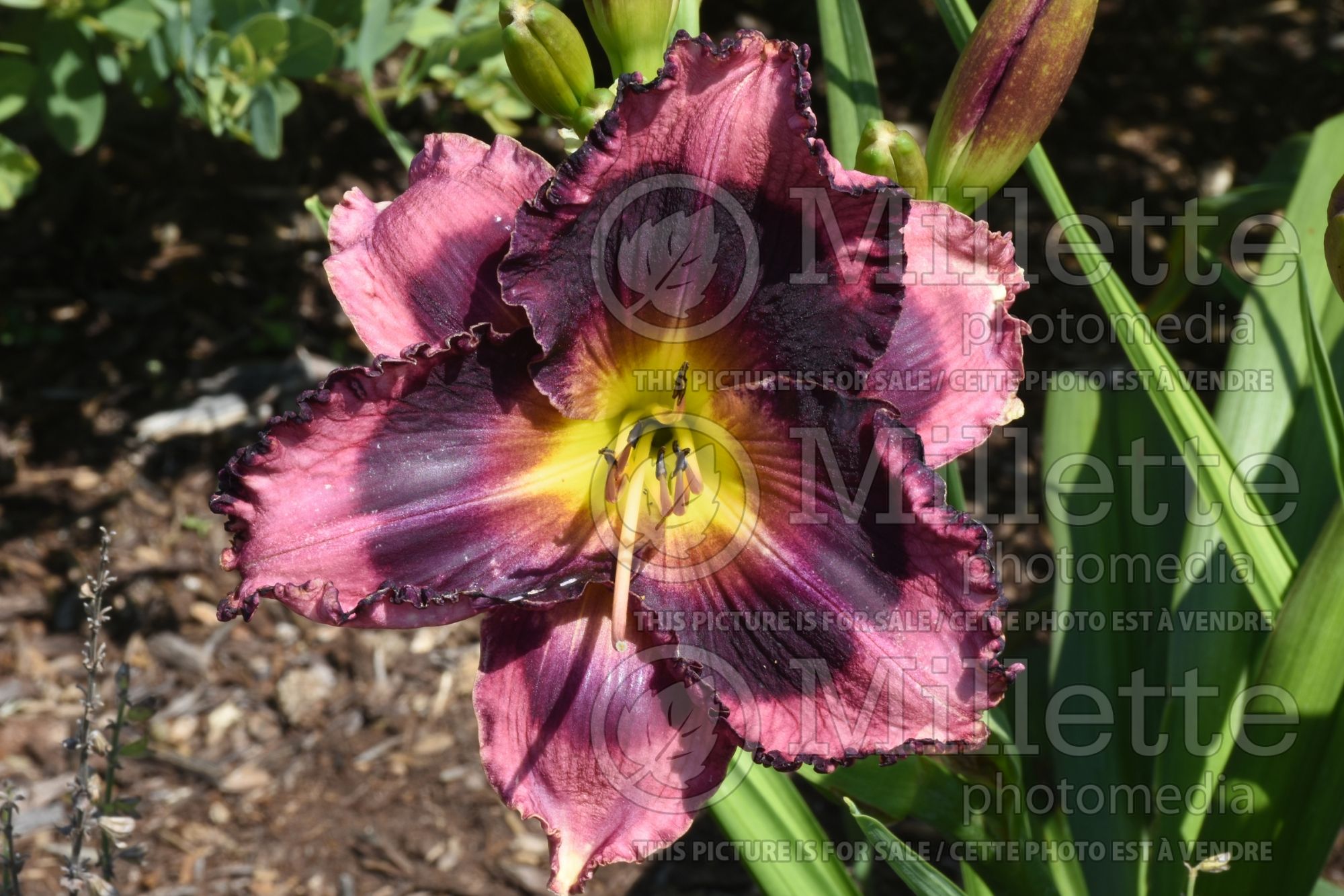 Hemerocallis Rainbow Rhythm Storm Shelter (Daylily) 1