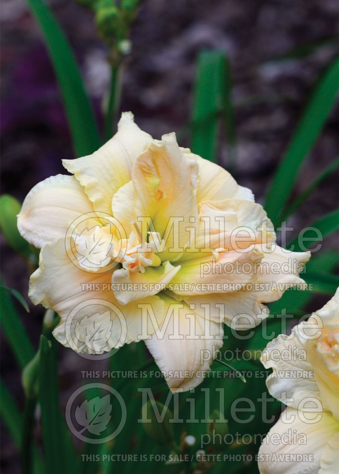 Hemerocallis Schnickel Fritz (Daylily) 1