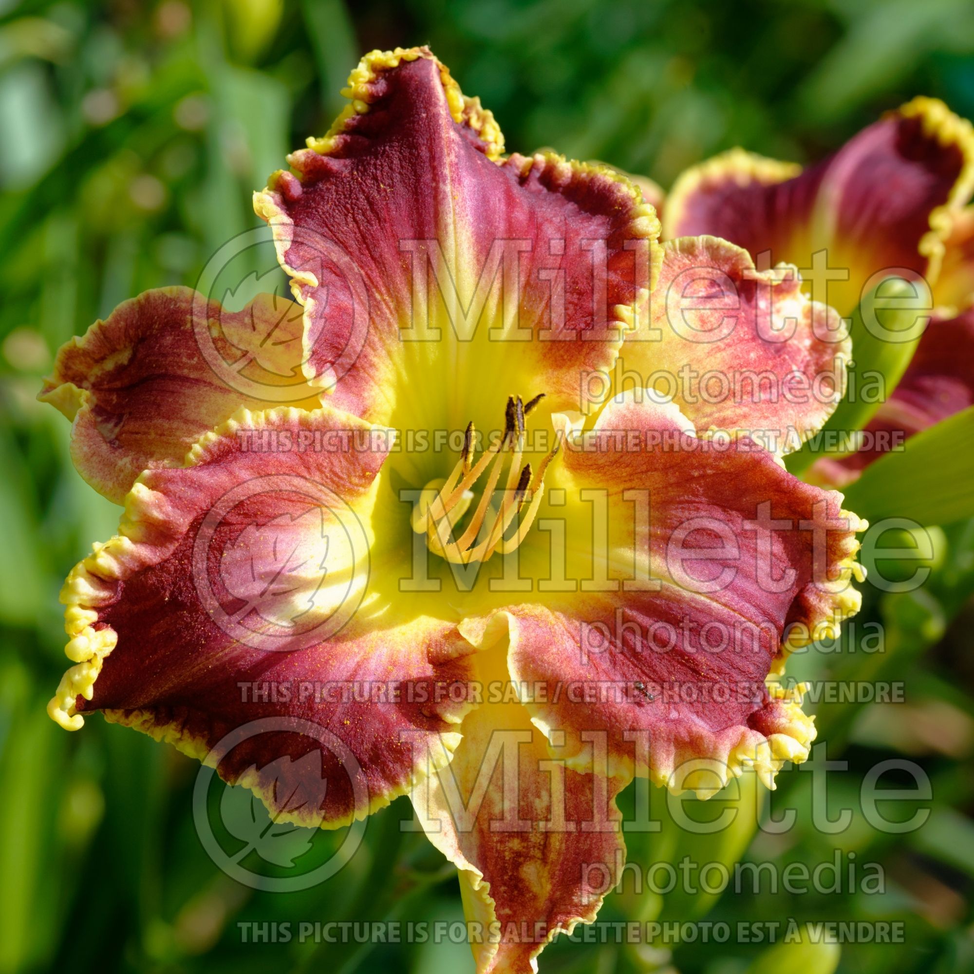 Hemerocallis Seize the NIght (Daylily) 1