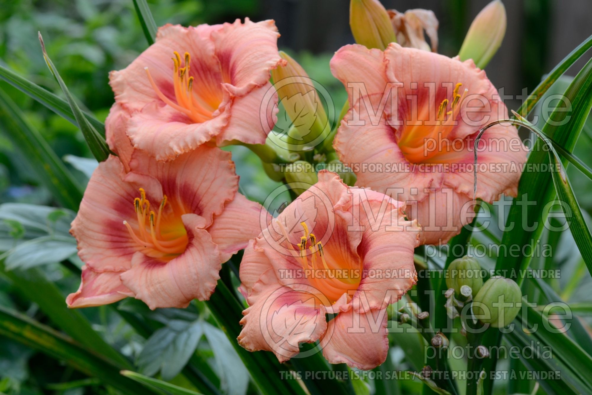 Hemerocallis Strawberry Border (Daylily) 1