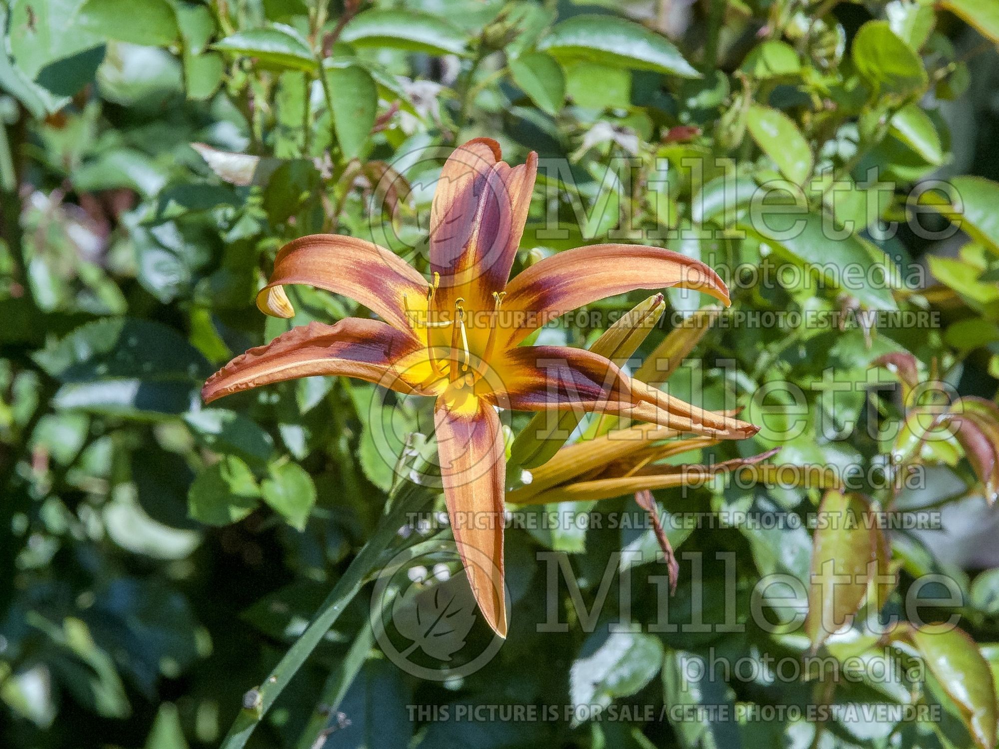 Hemerocallis Tiger Eye (Daylily) 1