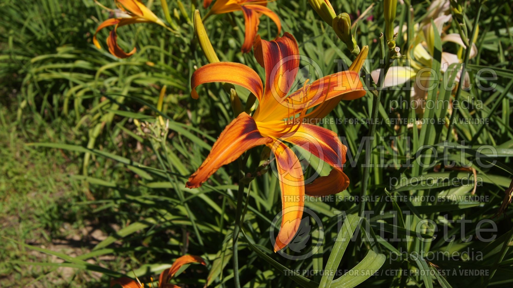 Hemerocallis Tigereye Spider (Daylily) 3