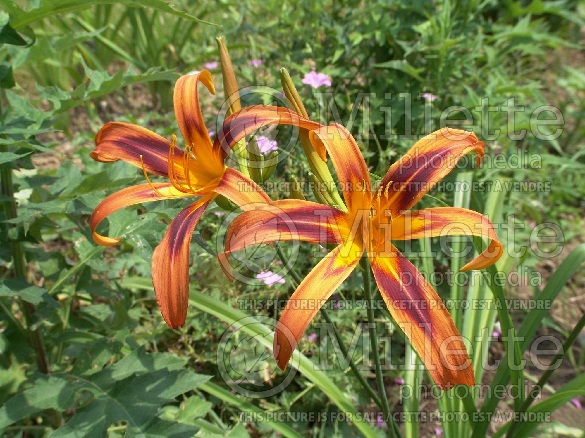 Hemerocallis Tigereye Spider (Daylily) 2
