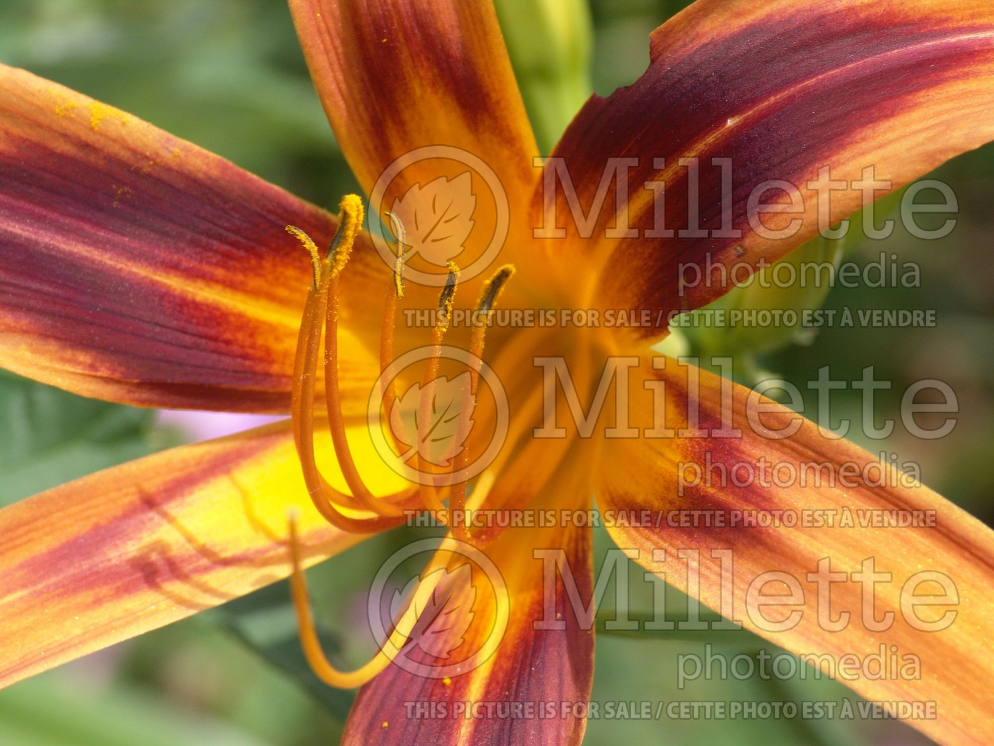 Hemerocallis Tigereye Spider (Daylily) 1