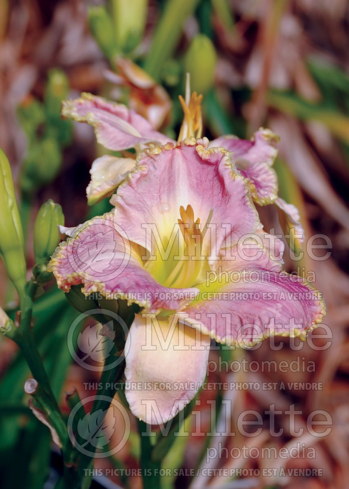 Hemerocallis Twilight Secrets (Daylily) 1