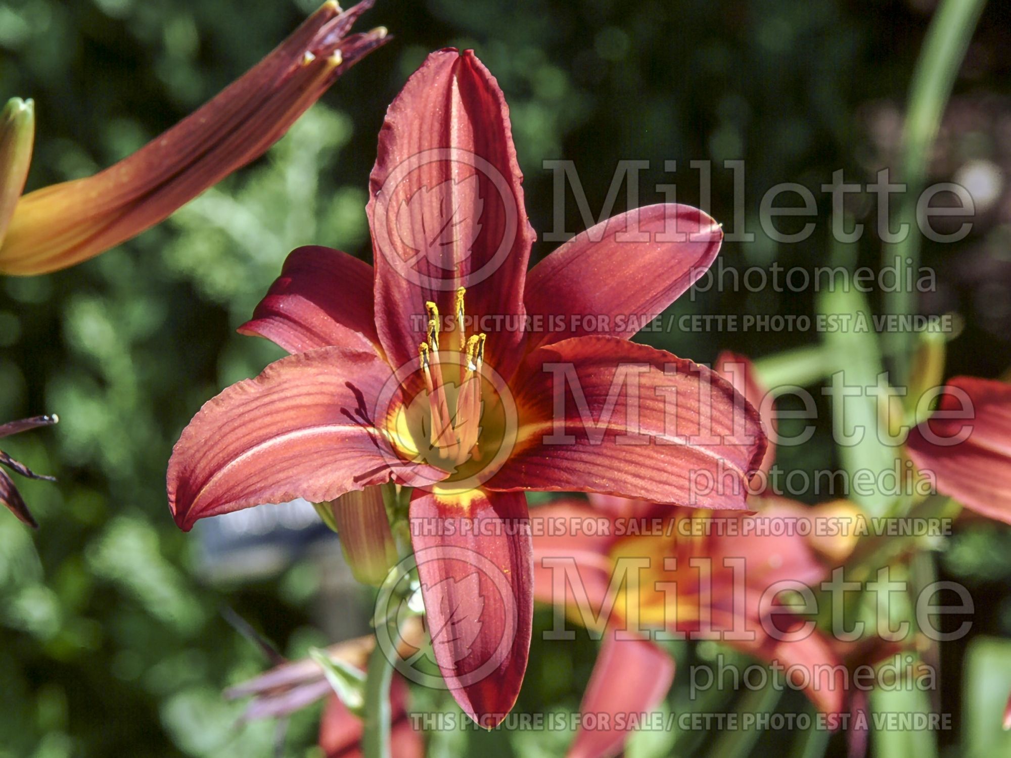 Hemerocallis Wolof (Daylily) 3
