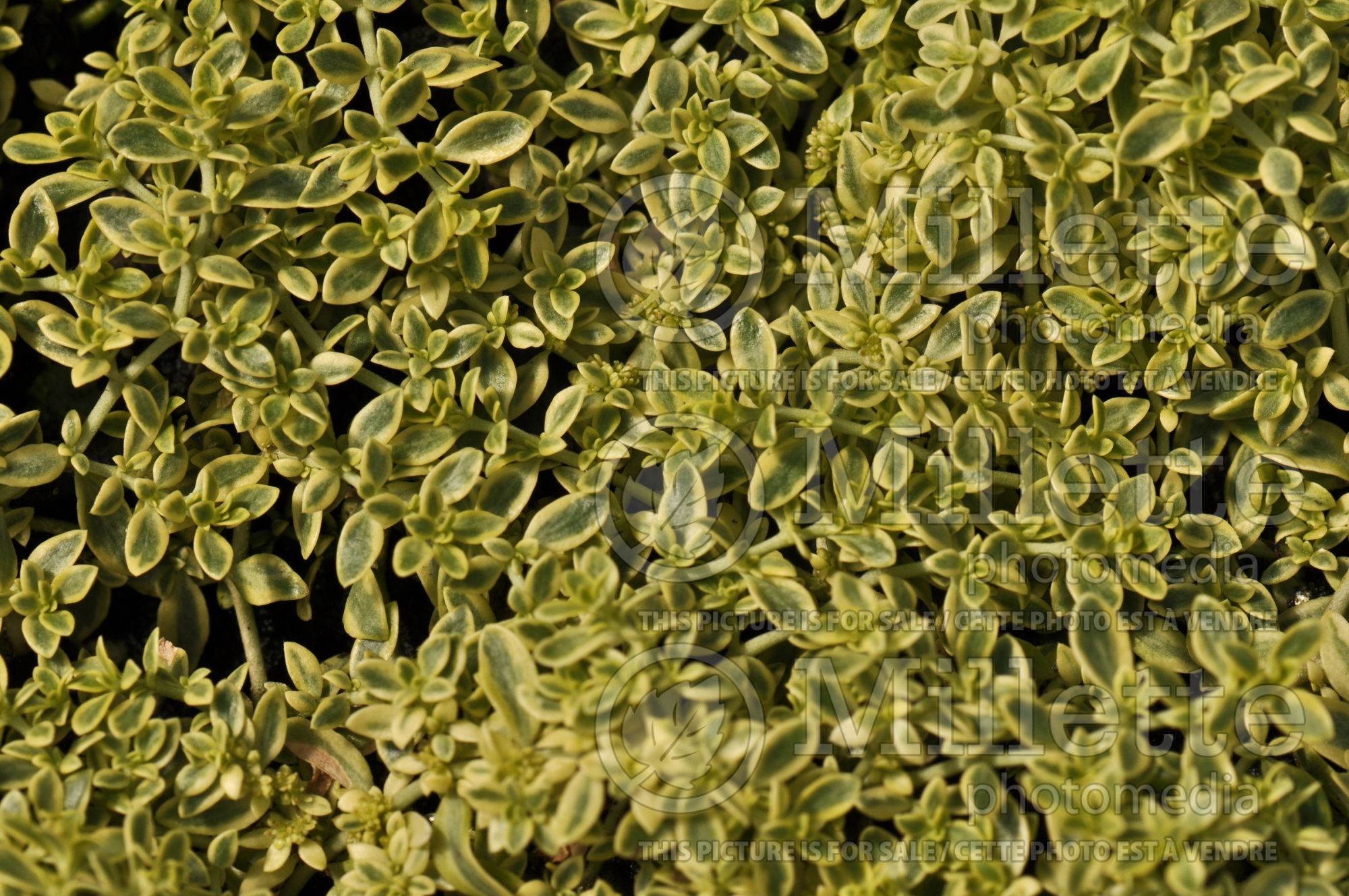 Herniaria Sea Foam (variegated rupturewort) 2
