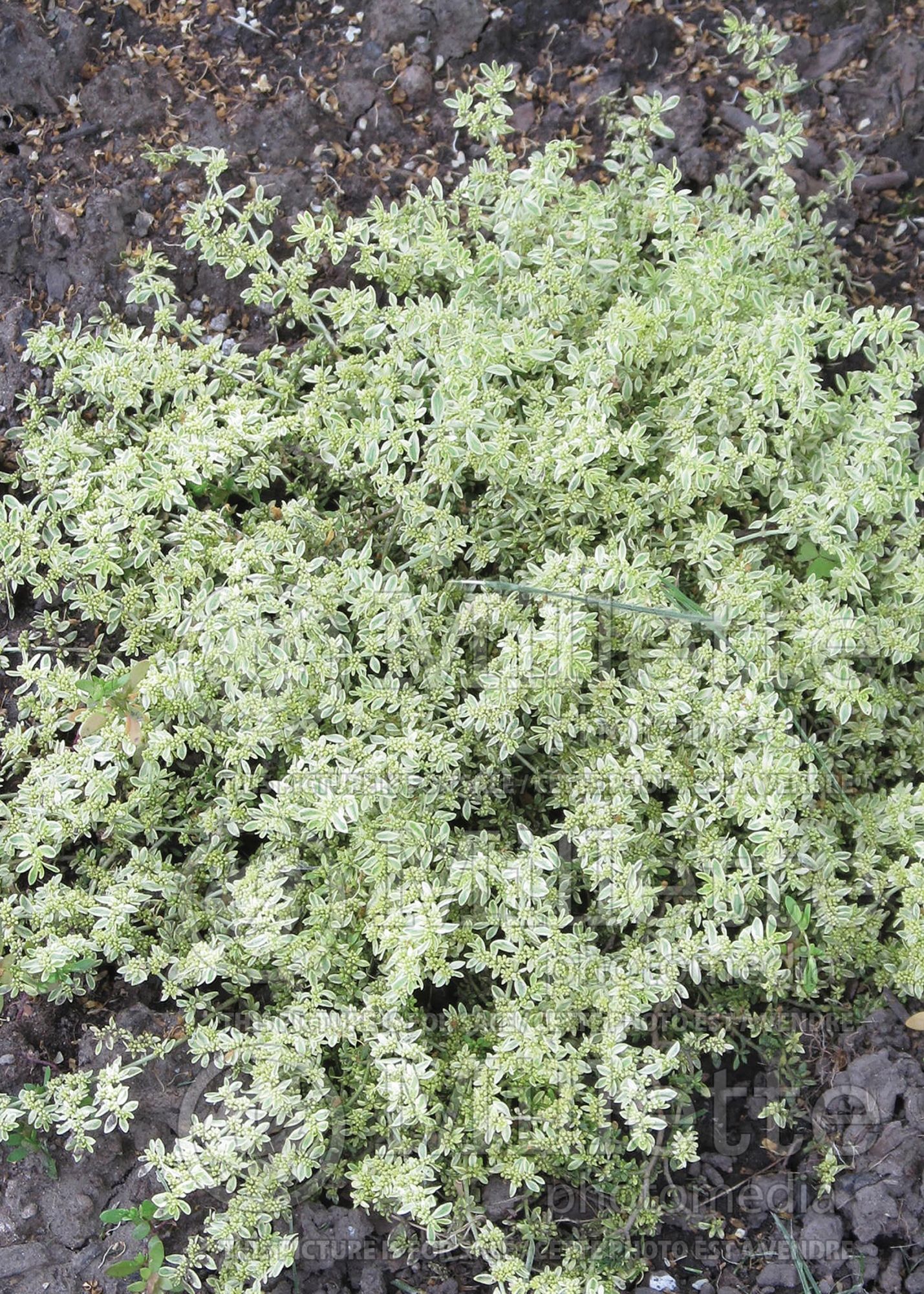 Herniaria Sea Foam (variegated rupturewort) 1