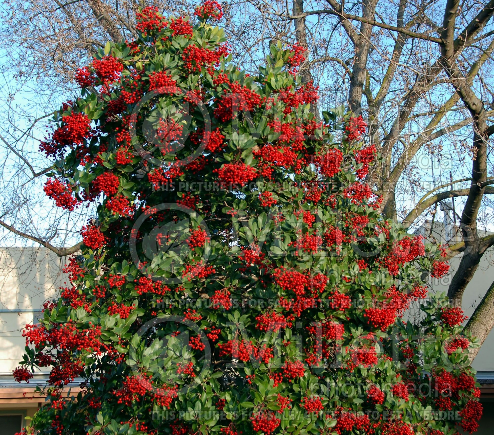 Heteromeles arbutifolia (Toyon) 1