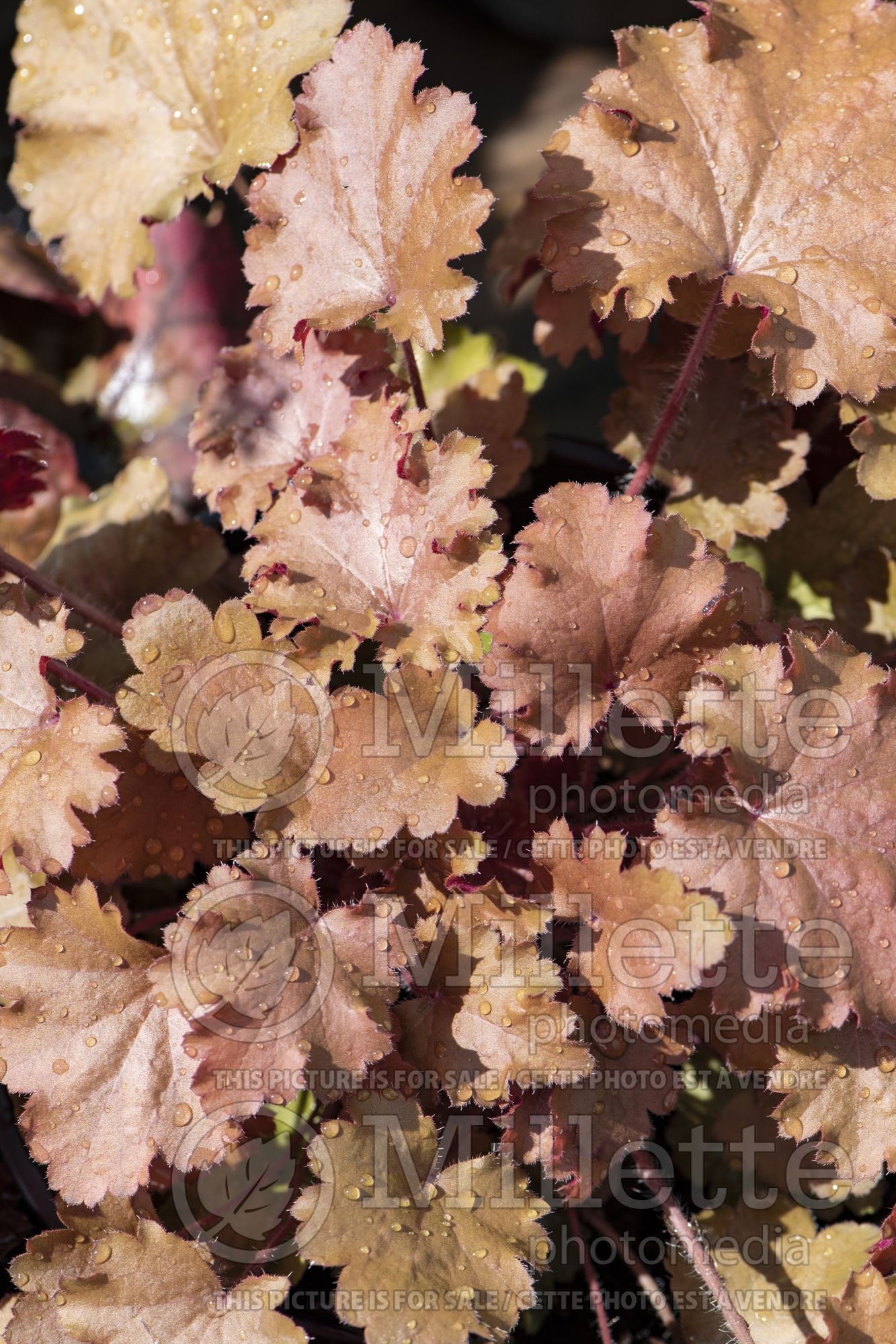 Heuchera Baby Bells Amberous (Coral Bells) 1