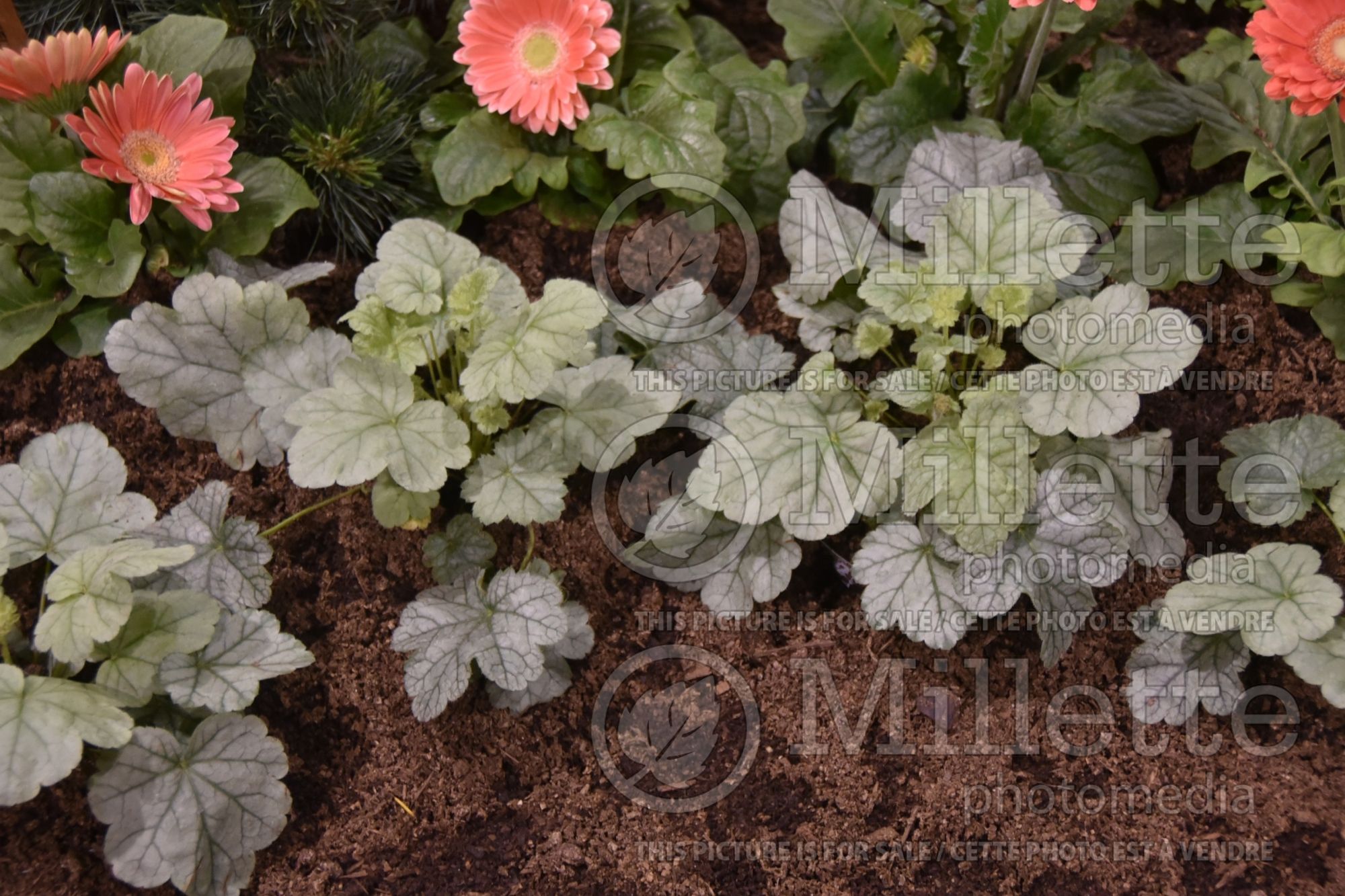 Heuchera Dolce Spearmint (Coral Bells - heuchère) 1