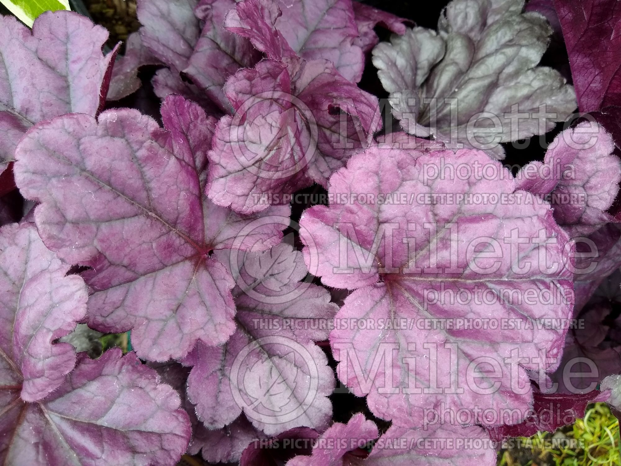 Heuchera Dolce Wildberry (Coral Bells) 1