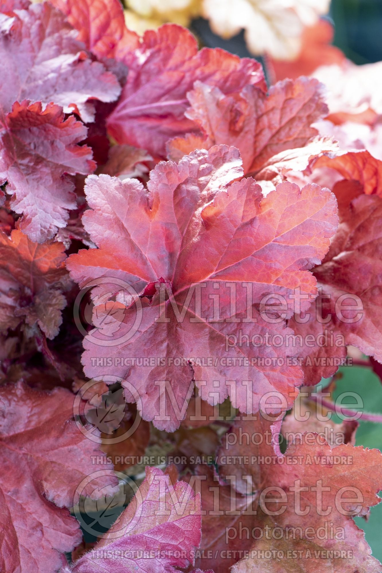Heuchera Forever Red (Coral Bells) 1