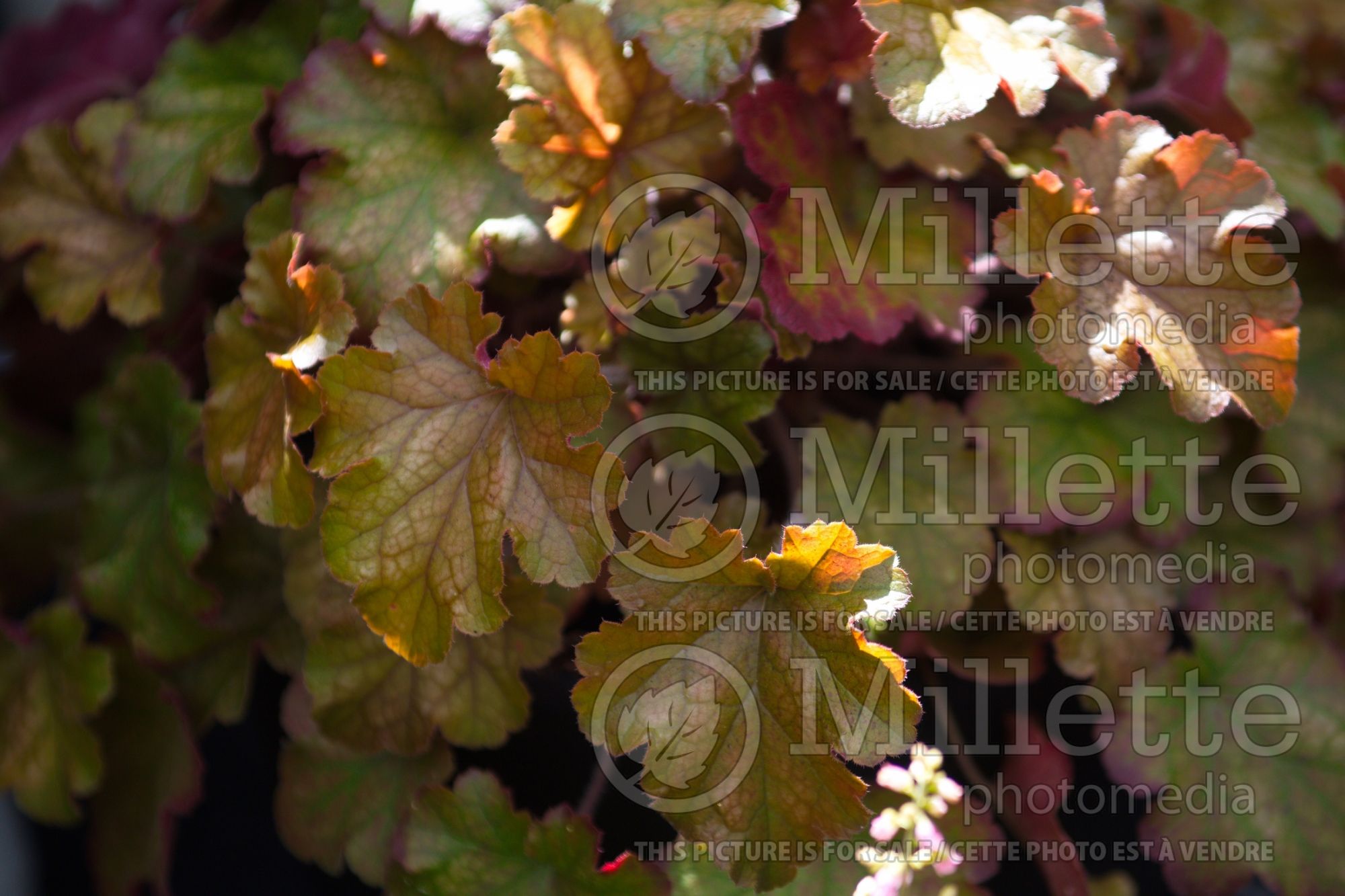 Heuchera Happy Autumn (Coral Bells) 1