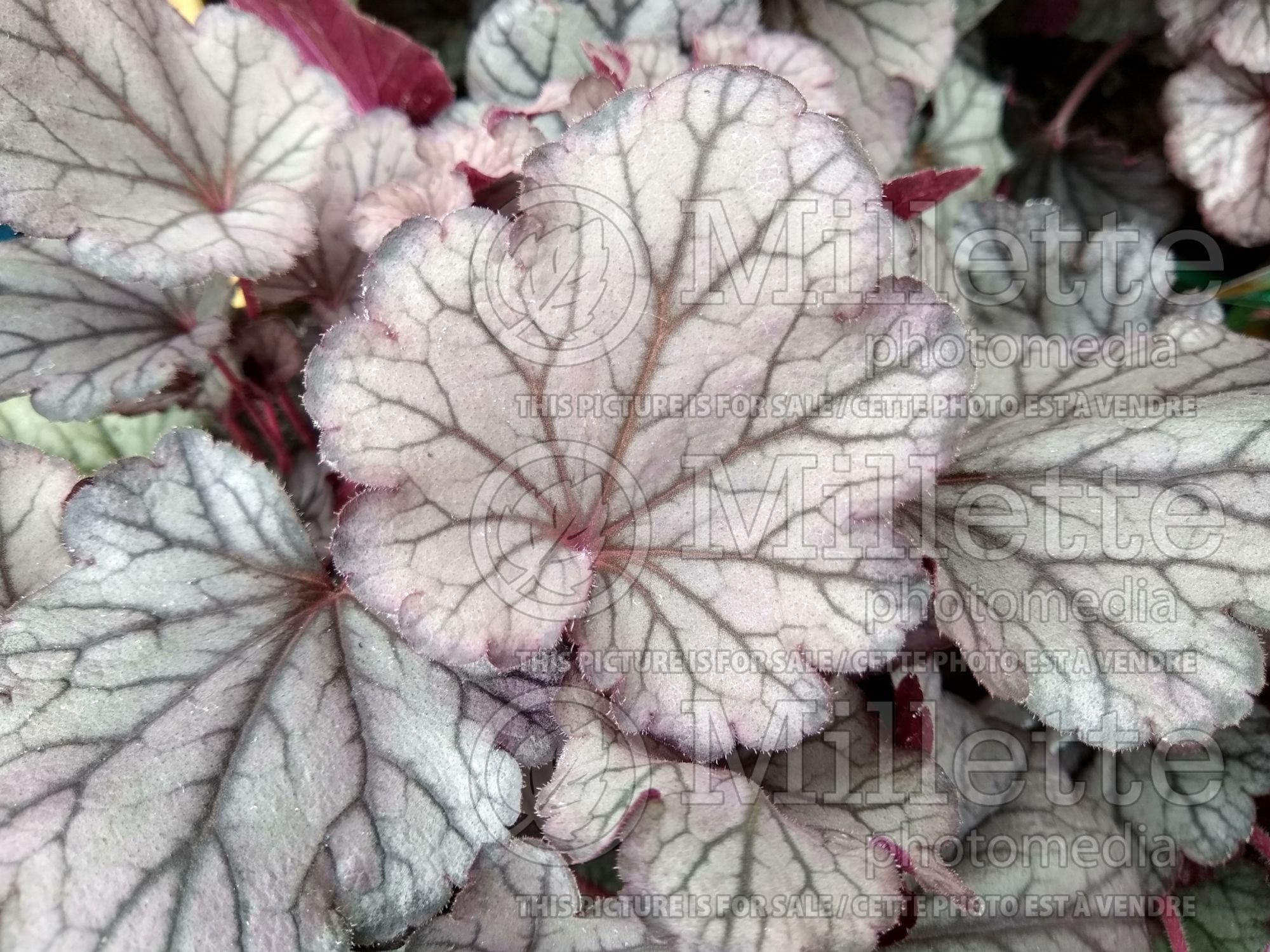 Heuchera Indian Summer Huckleberry (Coral Bells) 2