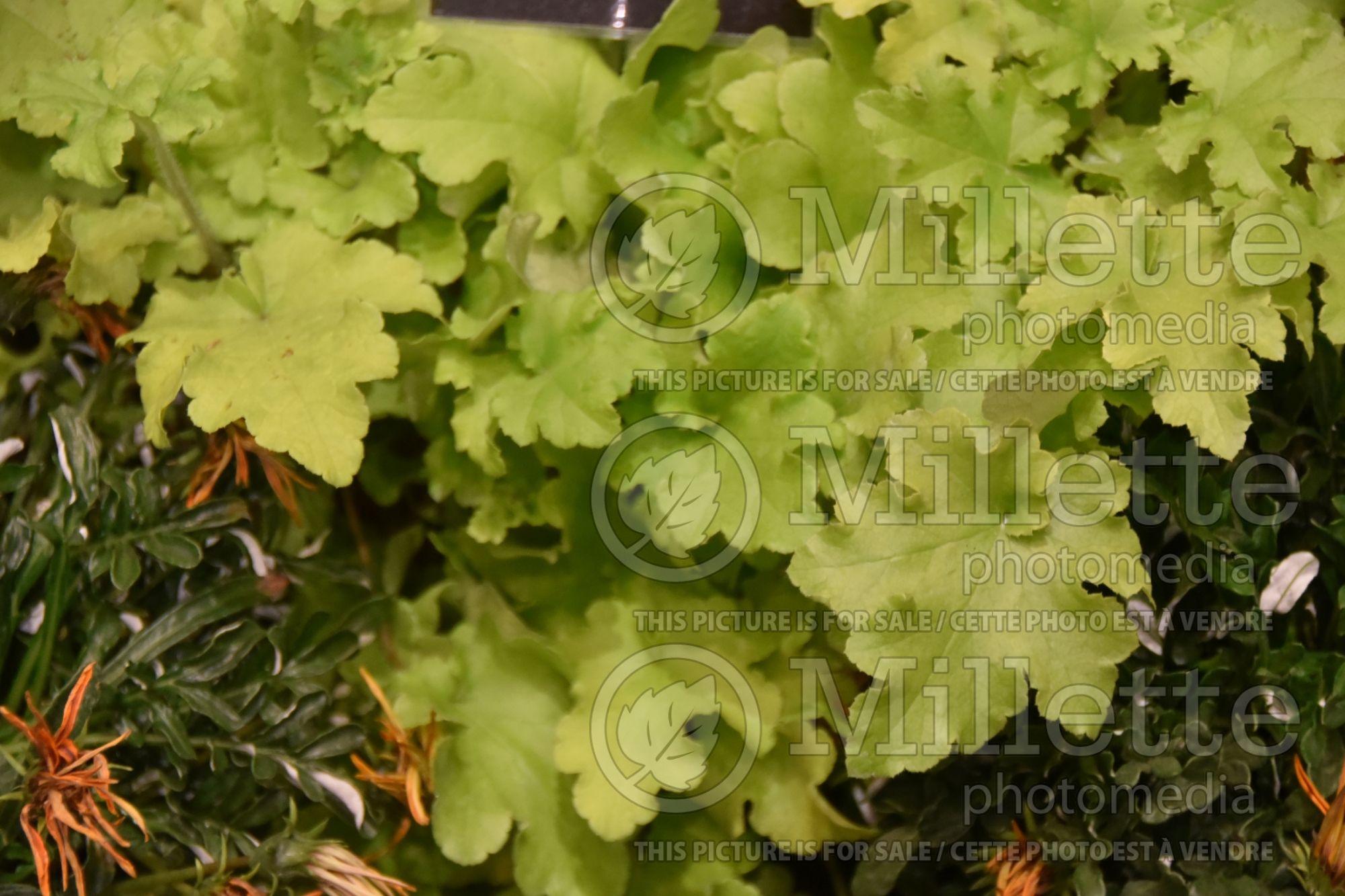 Heuchera Lime Marmalade (Coral Bells - Heuchère) 4