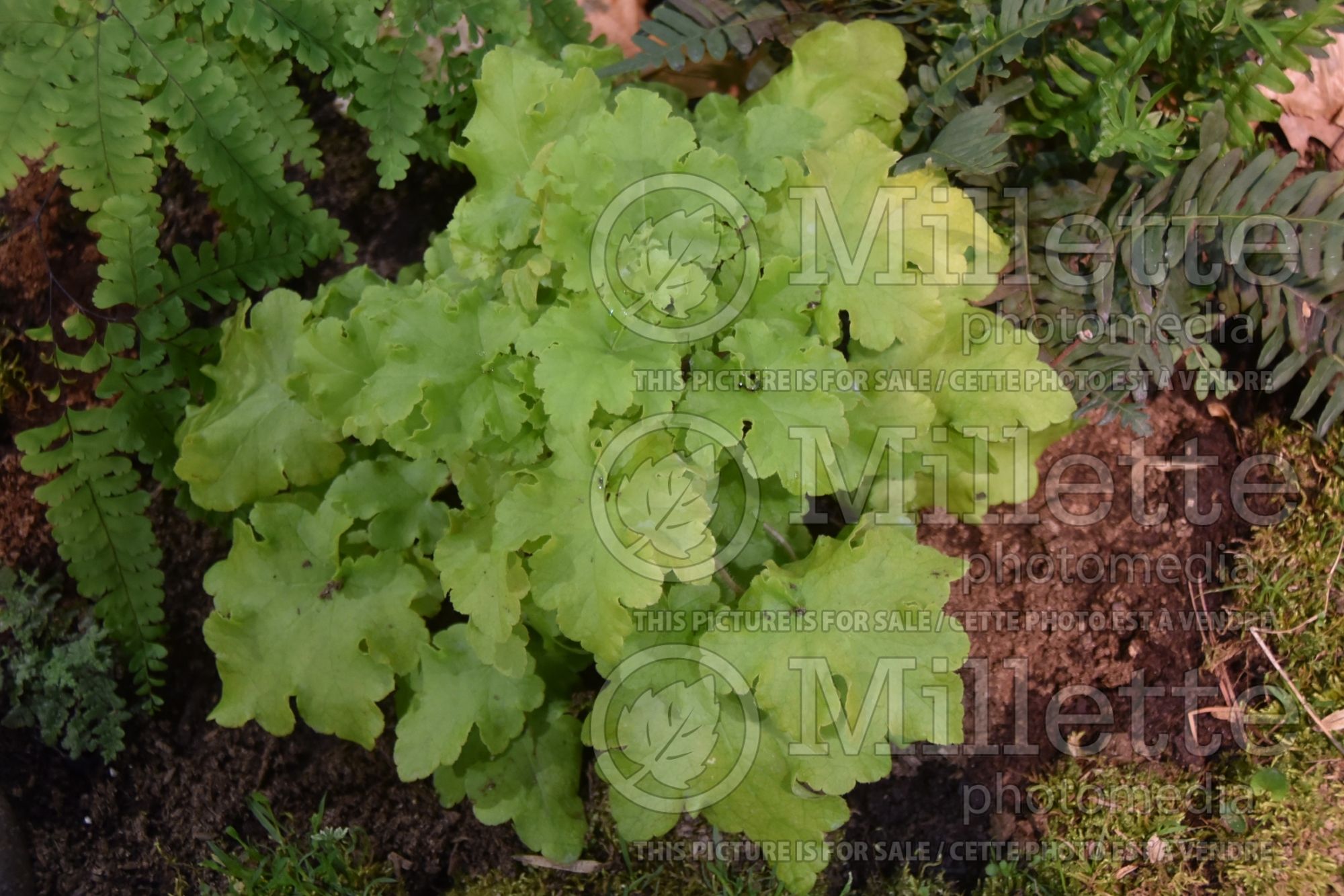 Heuchera Lime Marmalade (Coral Bells - Heuchère) 5
