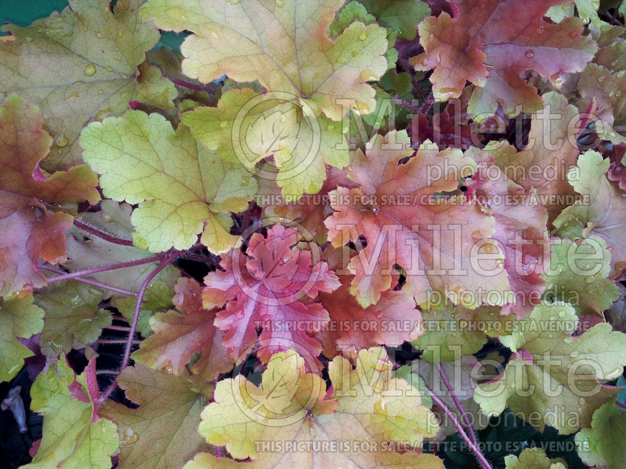 Heuchera Marmalade (Coral Bells) 5