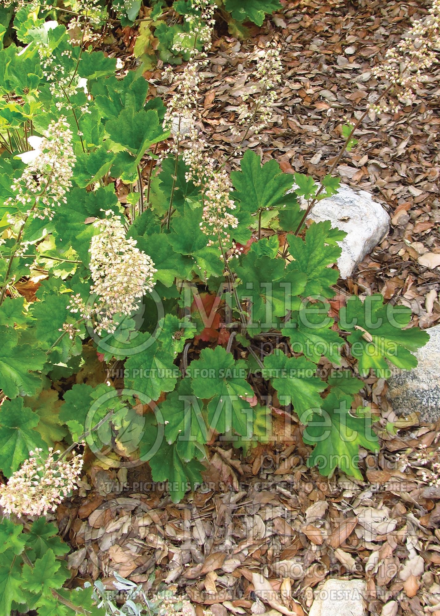 Heuchera maxima (Coral Bells) 4